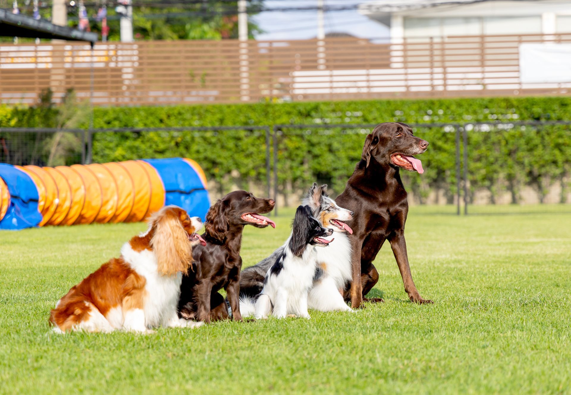 Dogs standing in formation outdoors during a dog training classes session