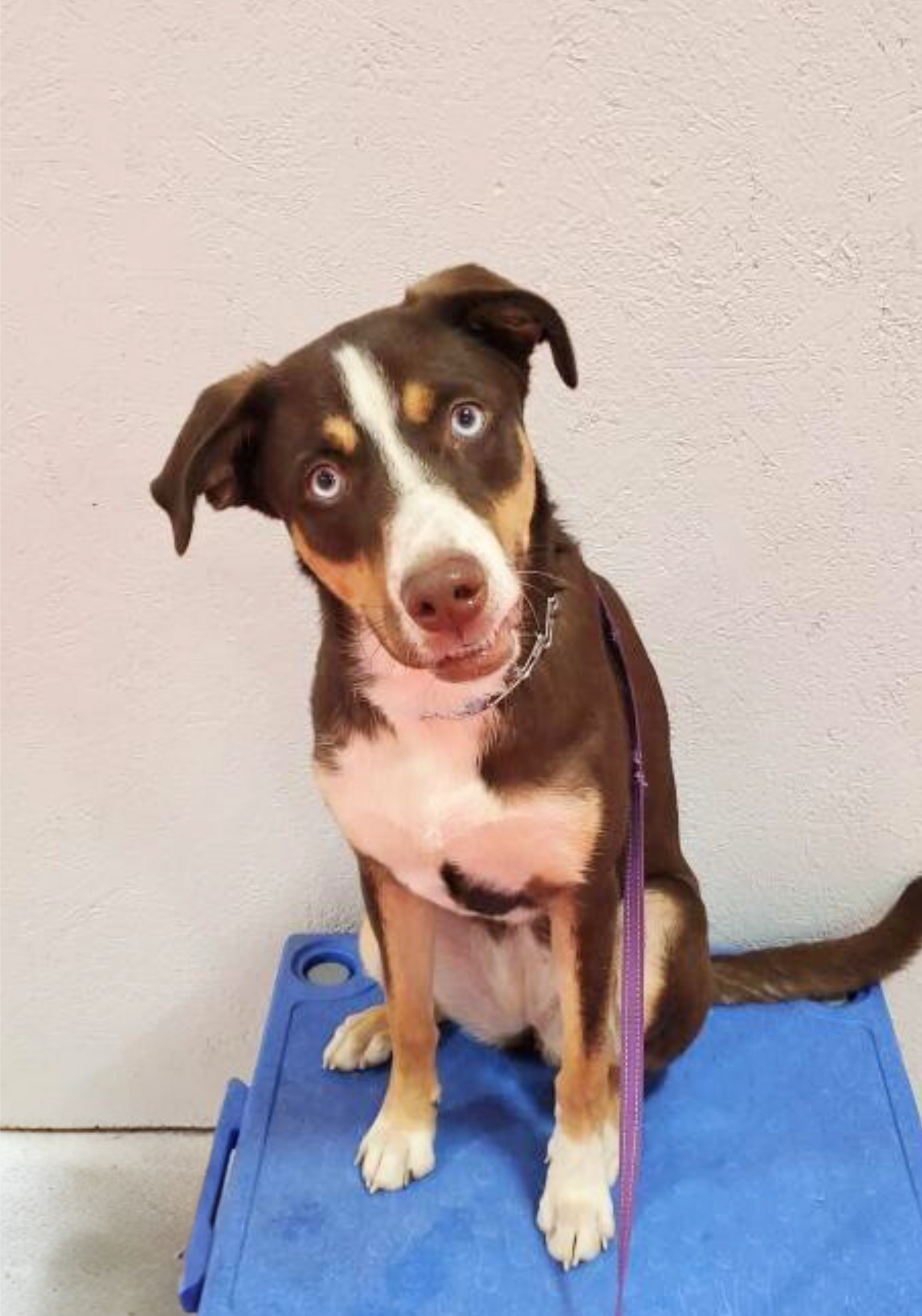 Dog with brown and white fur, blue eyes, tilted head, sitting on a blue platform, looking at the camera.