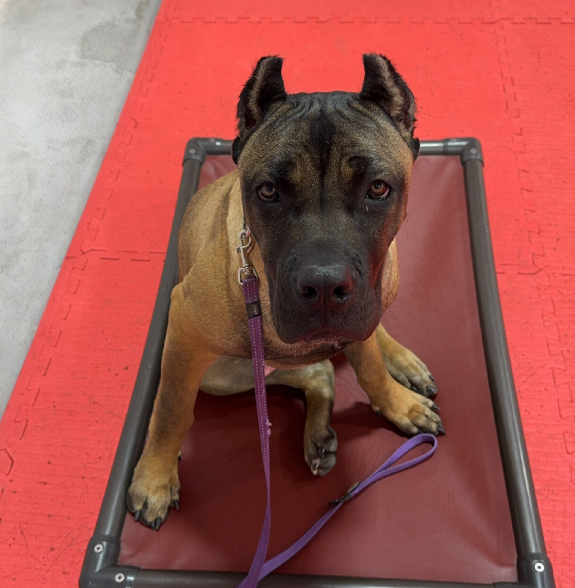 Brown dog with black muzzle sits on a maroon mat, looking at the camera. Leash visible on a red floor.