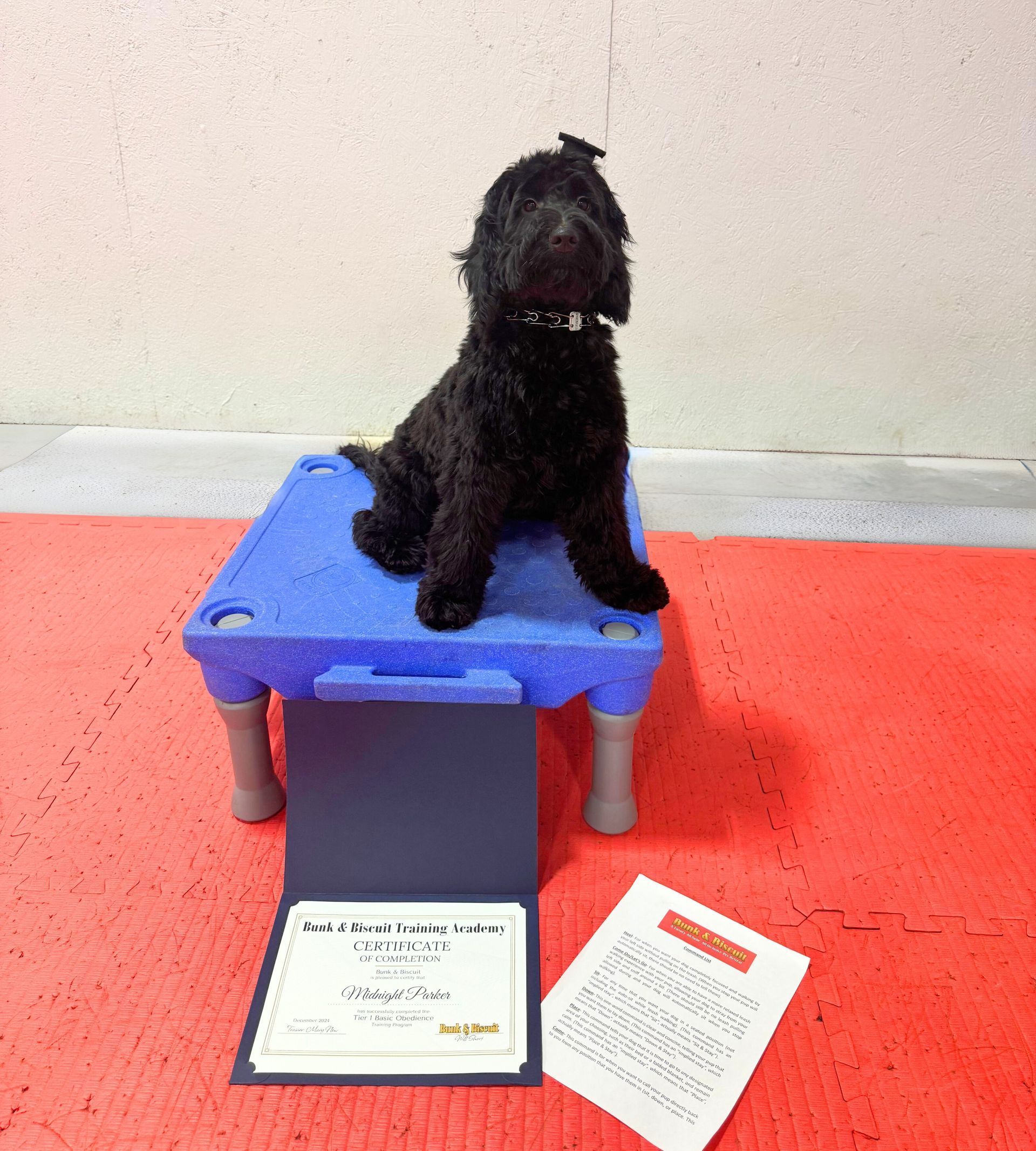 Two Happy Trained Dogs — Niles, MI — Bunk & Biscuit Two Happy Trained Dogs — Niles, MI — Bunk & Biscuit