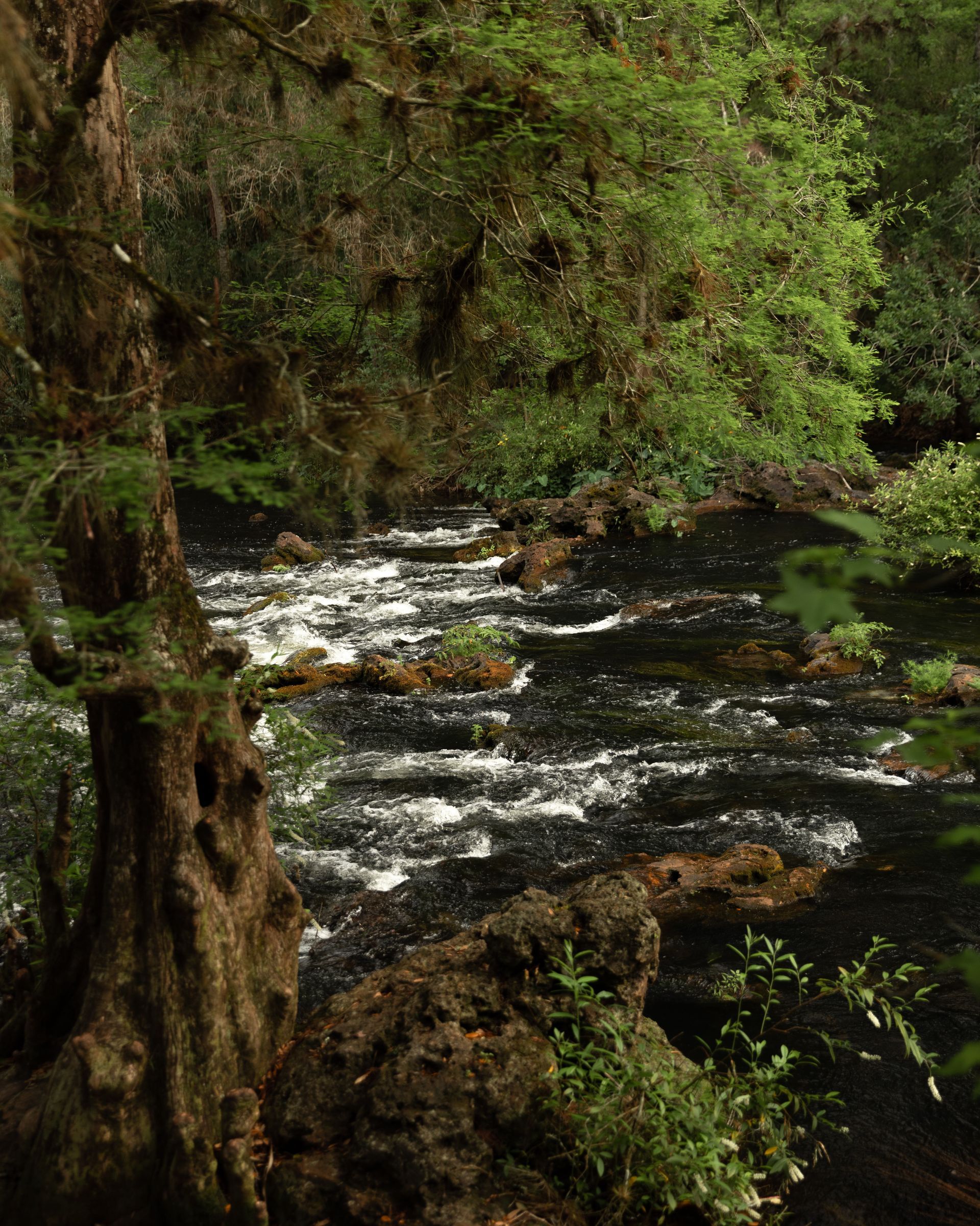 Flowing dark river in a lush, green forest with a gnarled tree in the foreground.
