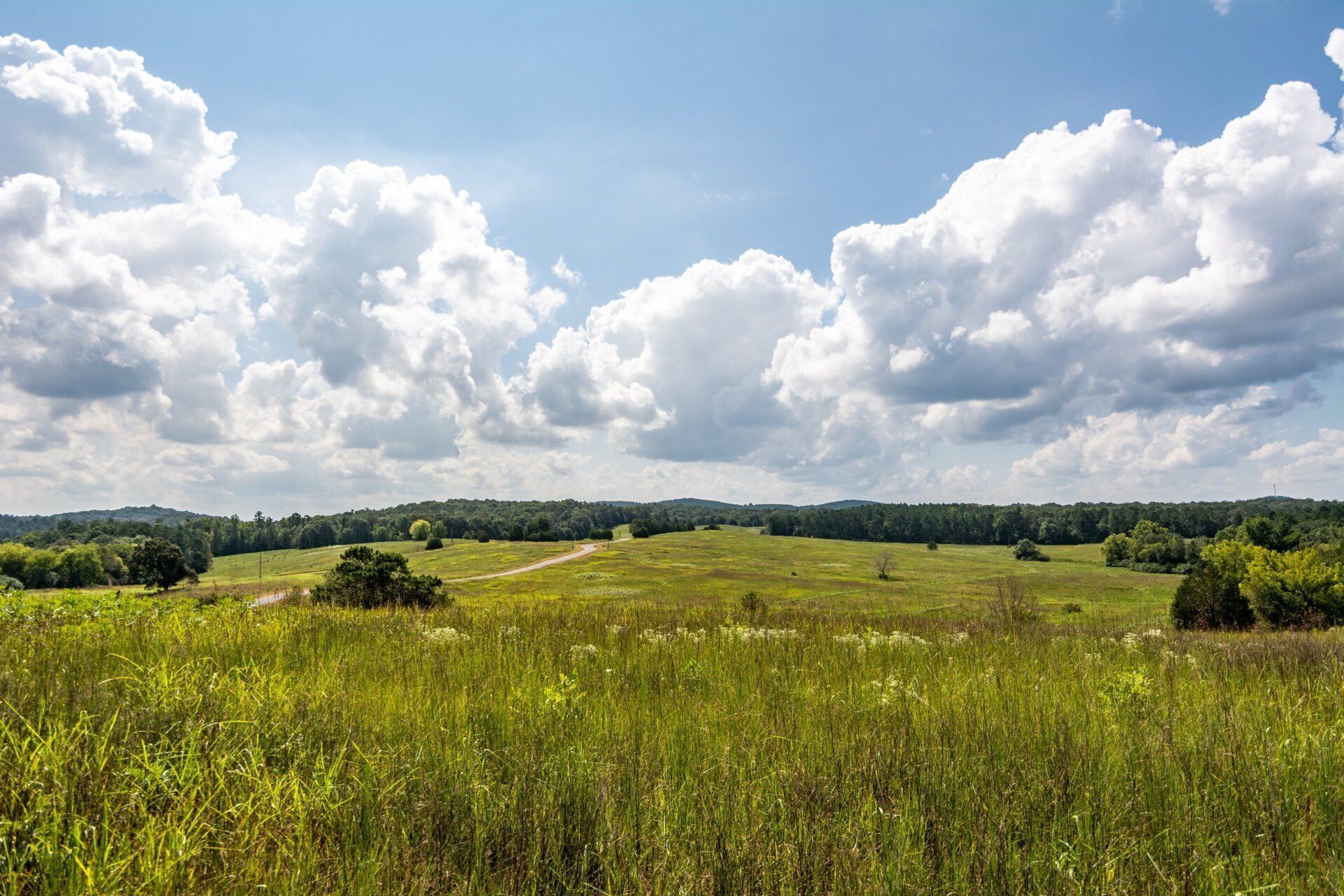 Grassy field under a blue sky dotted with white puffy clouds. Trees line the horizon.