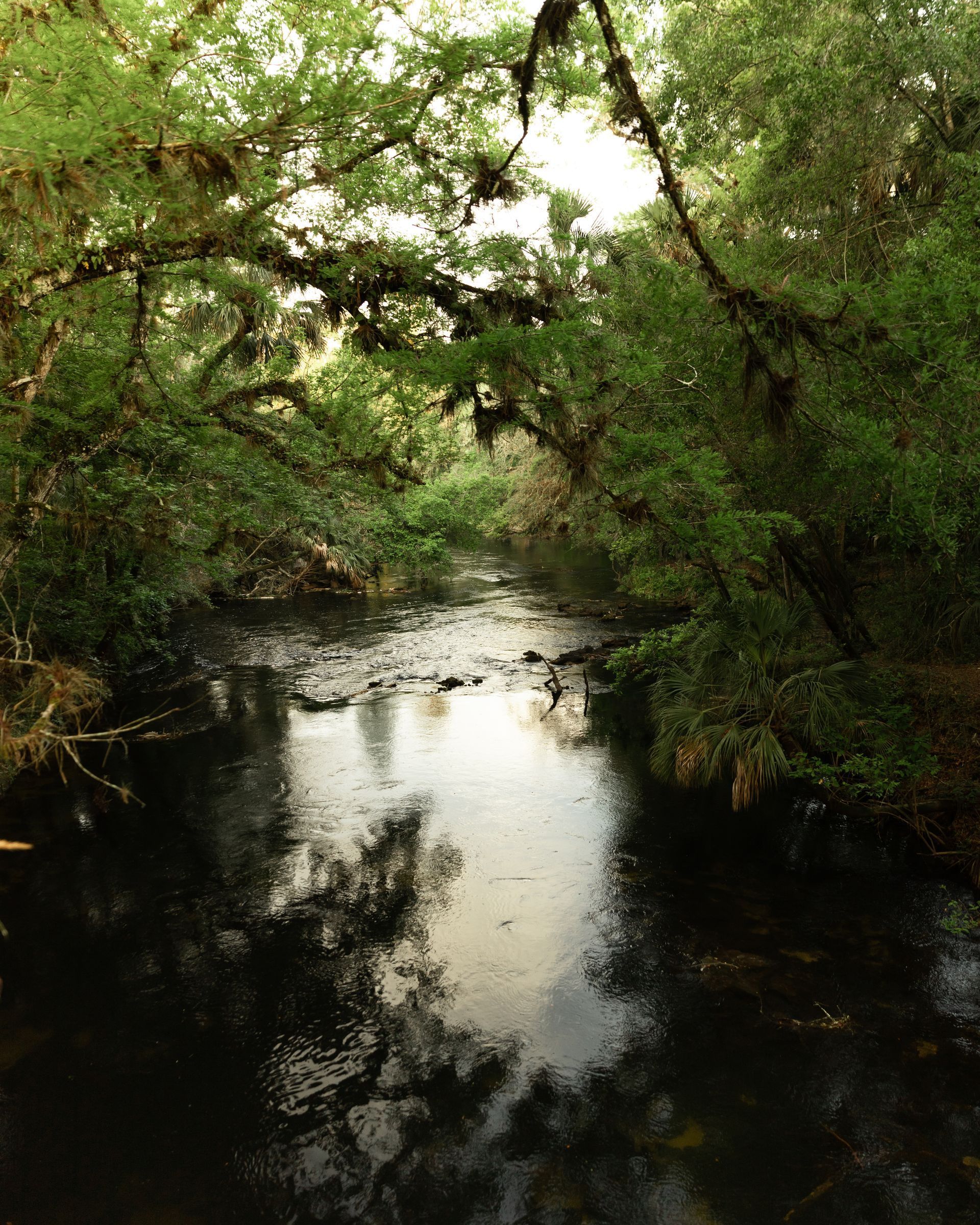 A shaded river flows through a lush green forest, reflecting the sky and overhanging trees.