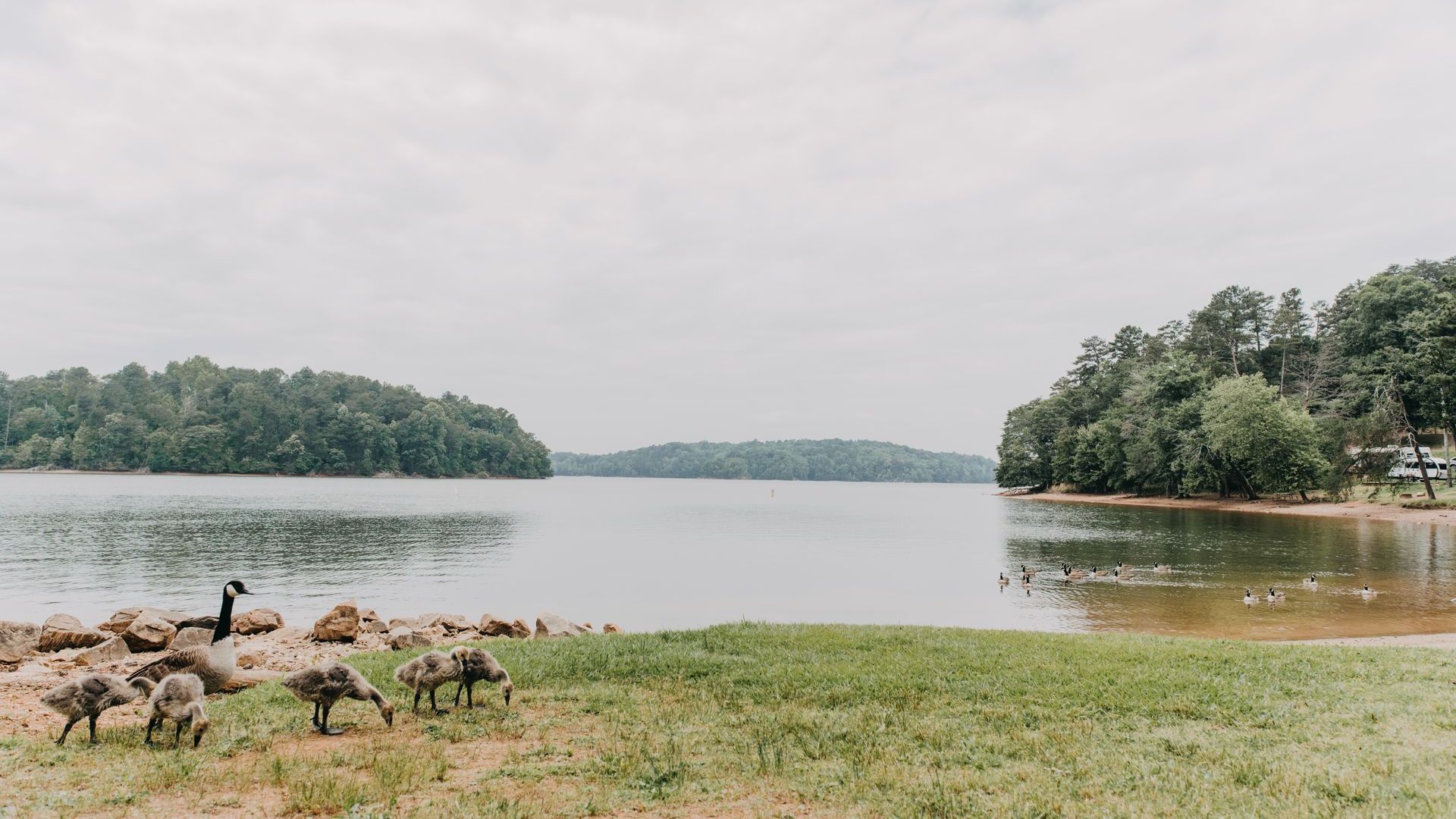 A lake with grassy shore, forest on both sides, and geese eating grass.
