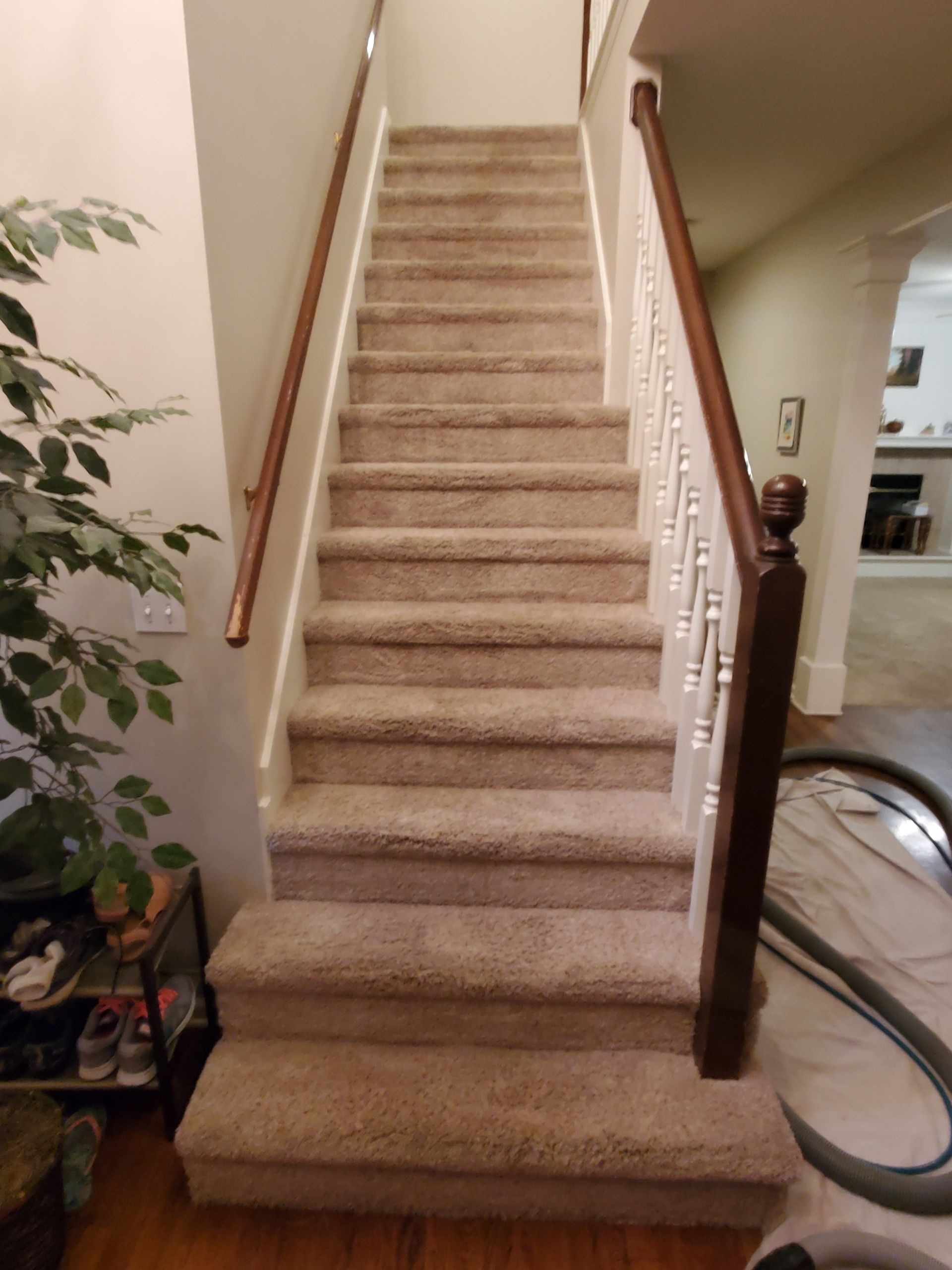 Carpeted staircase with dark wood handrails and white spindles.