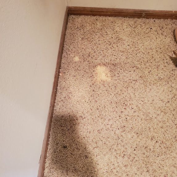Beige speckled carpet with two light-colored stains in a corner against a white wall and a brown trim.