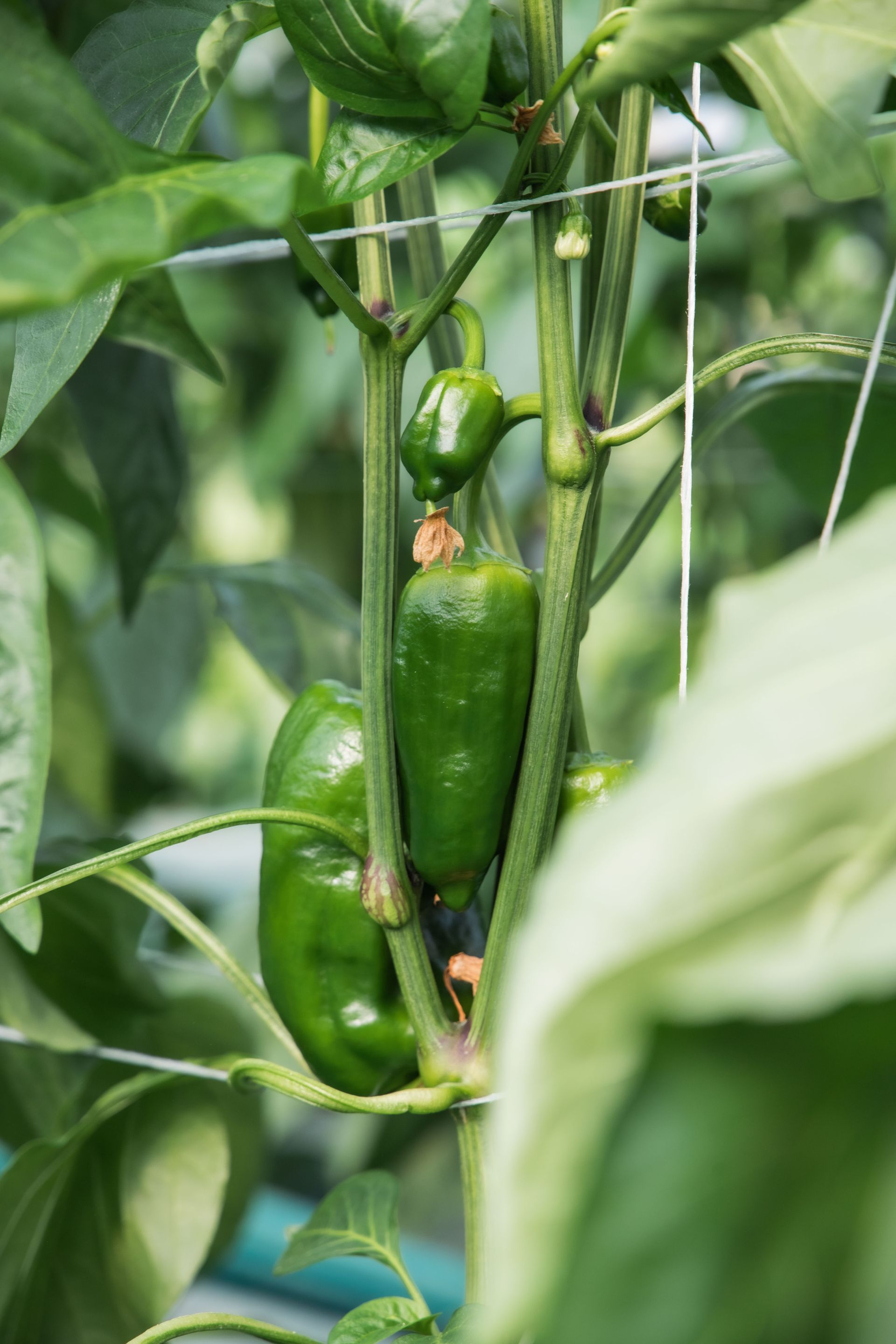 PEPERONI