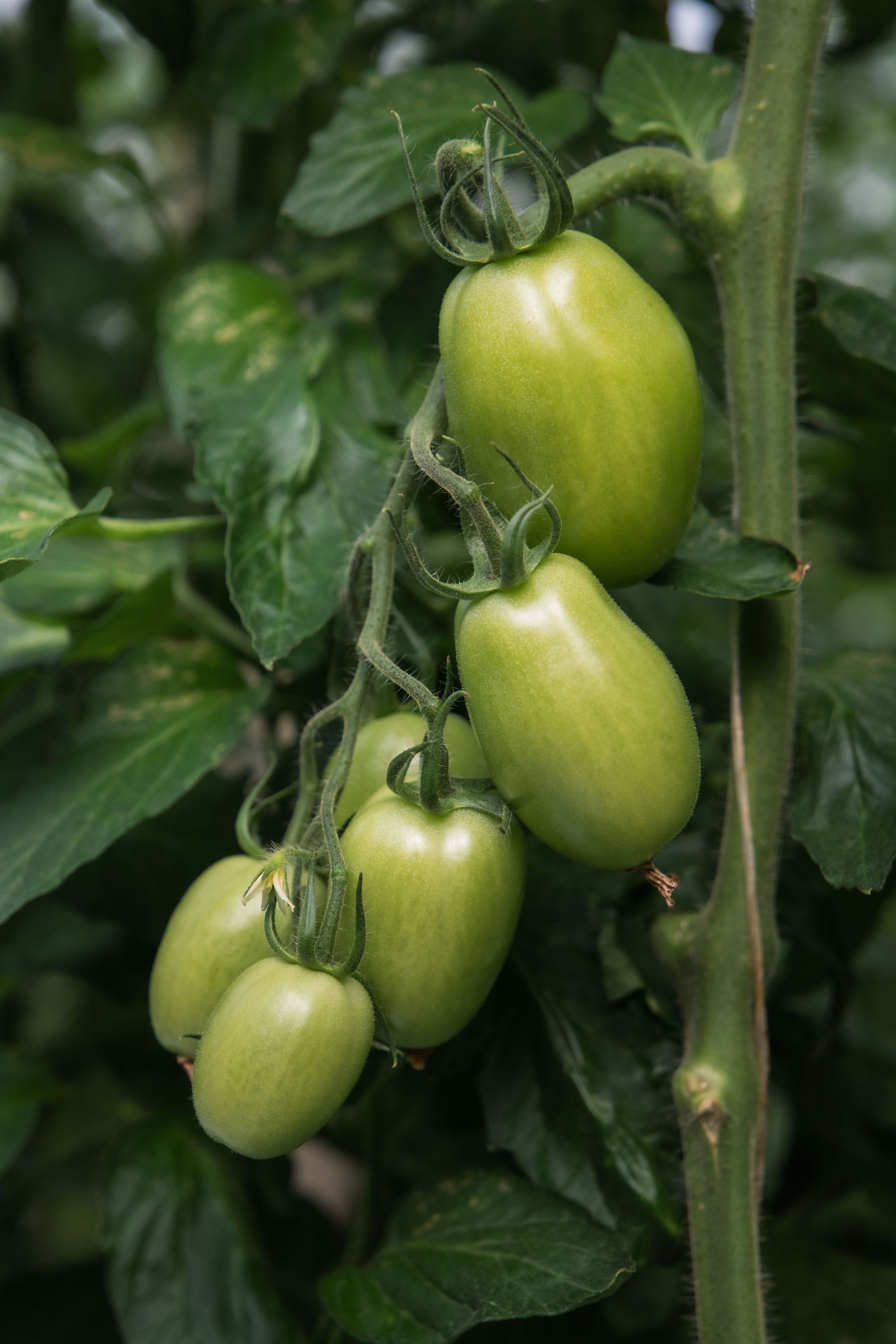 pomodori