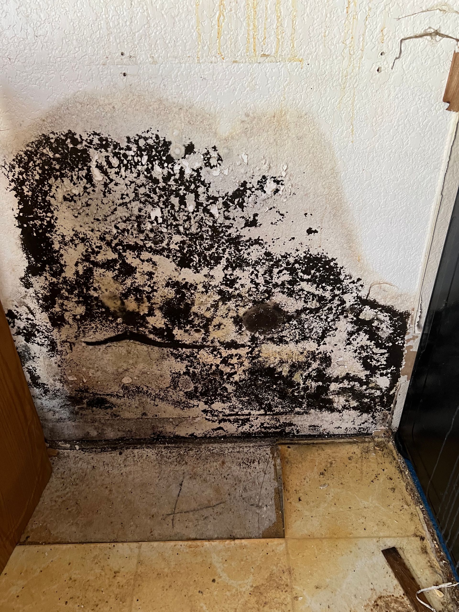 Black mold and water damage on a wall near a floor and doorway.