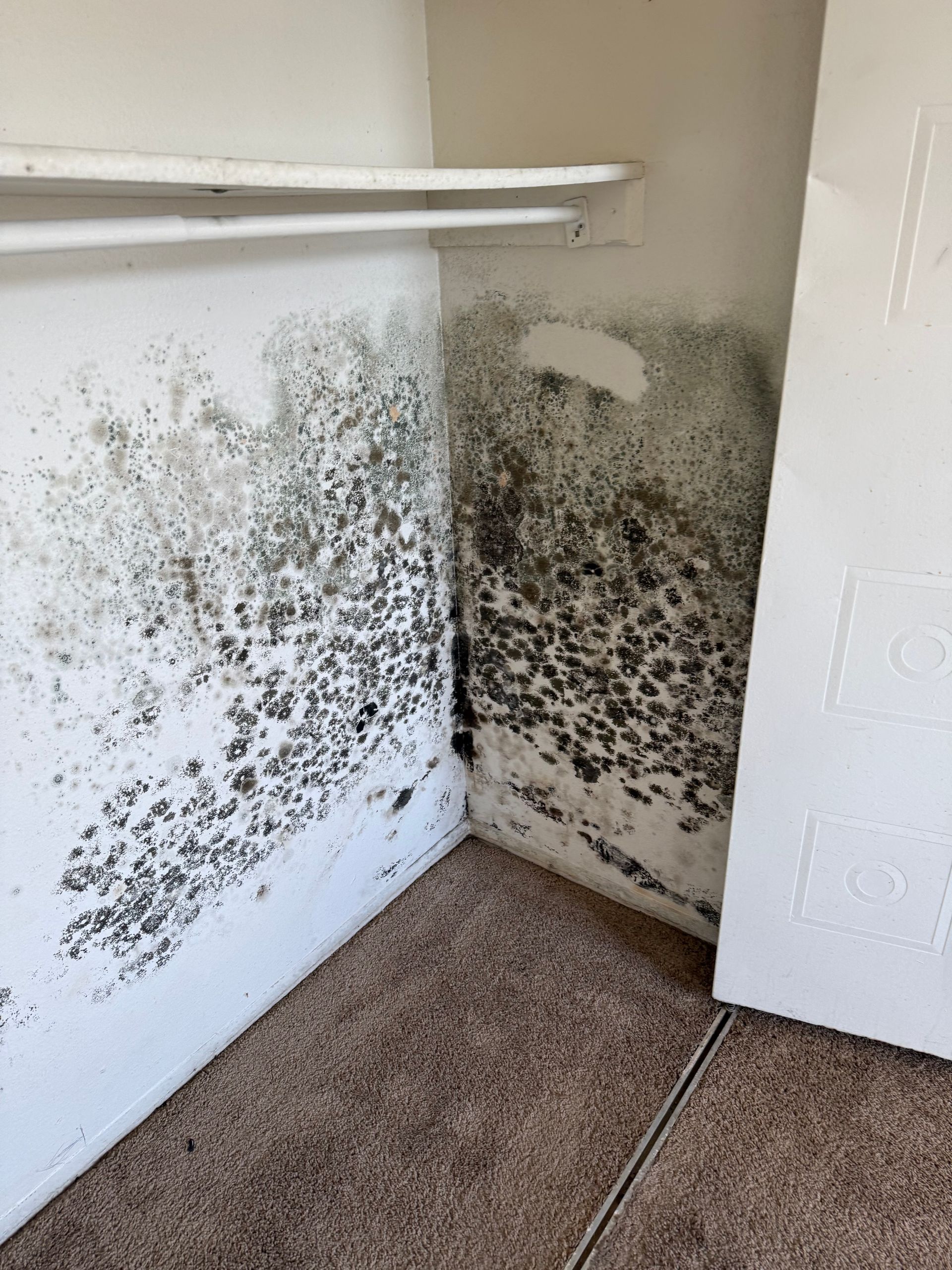 Mold-covered closet corner with black mildew on white walls and carpet.