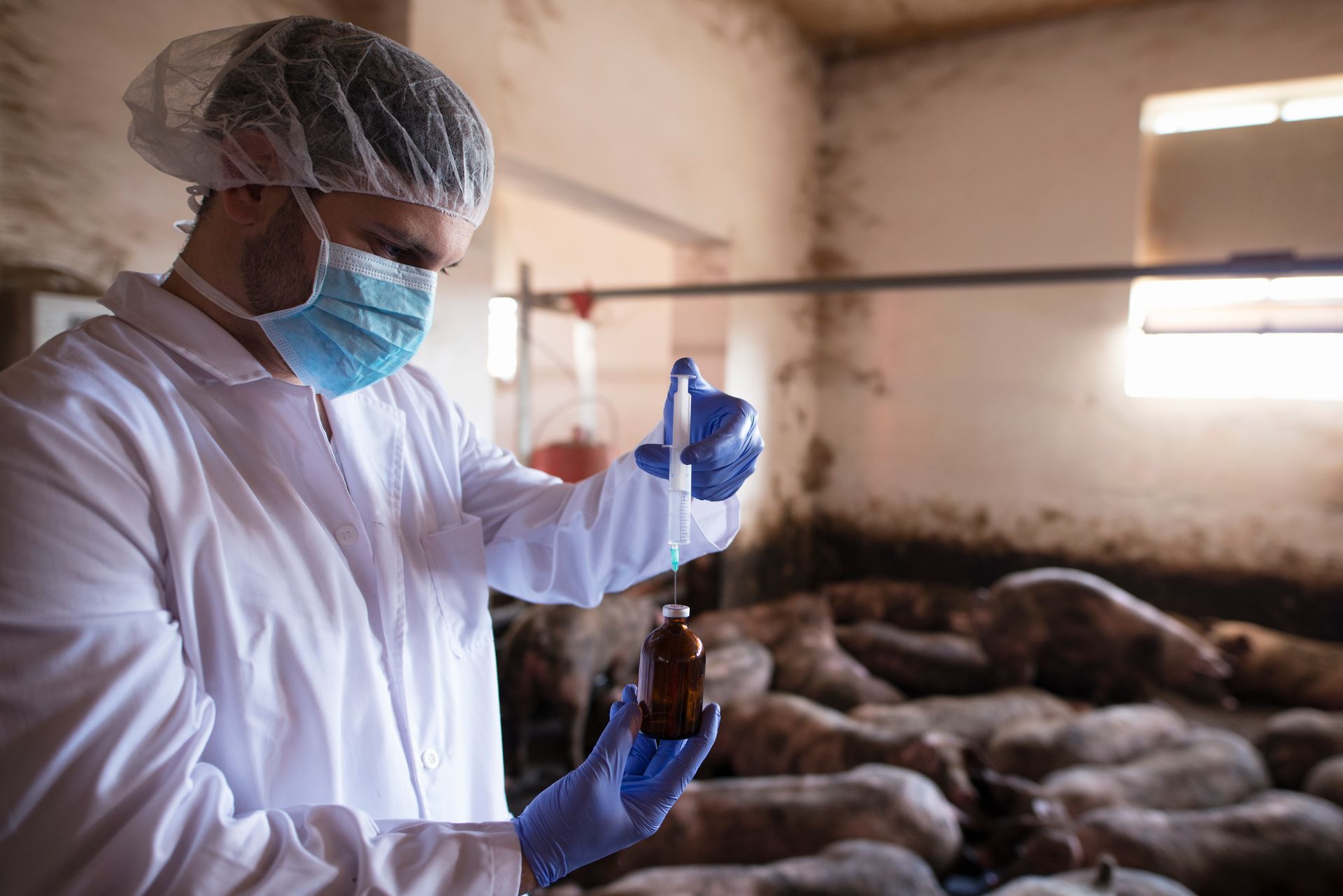 Worker in white coat and mask handling blue liquid in a livestock barn