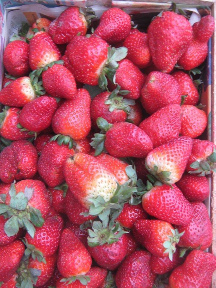 fruTILLAS
