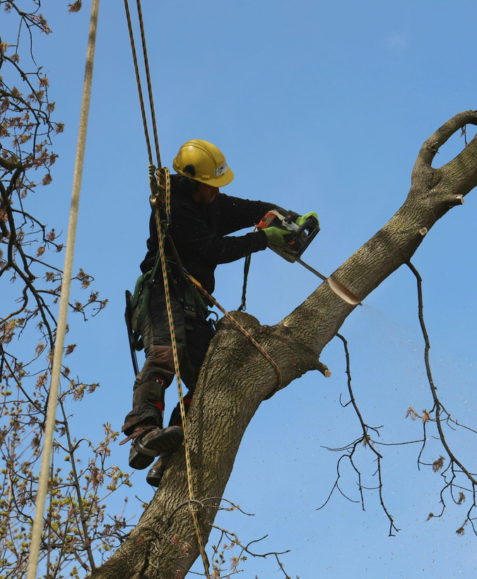 Tree worker in yellow helmet using a chainsaw while standing on a large branch against a blue sky