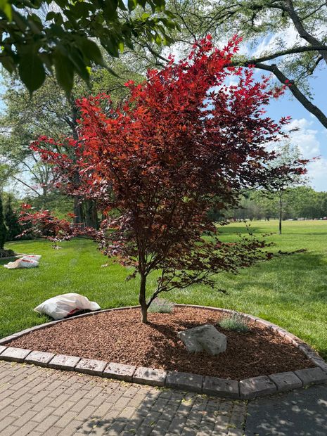 Small red-leaf ornamental tree in a landscaped park bed beside a paved path.