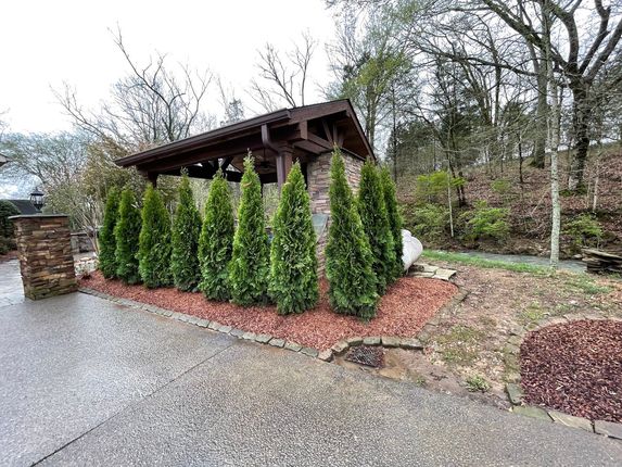 Tall evergreen shrubs line a gravel path beside a wooden building and landscaped garden.