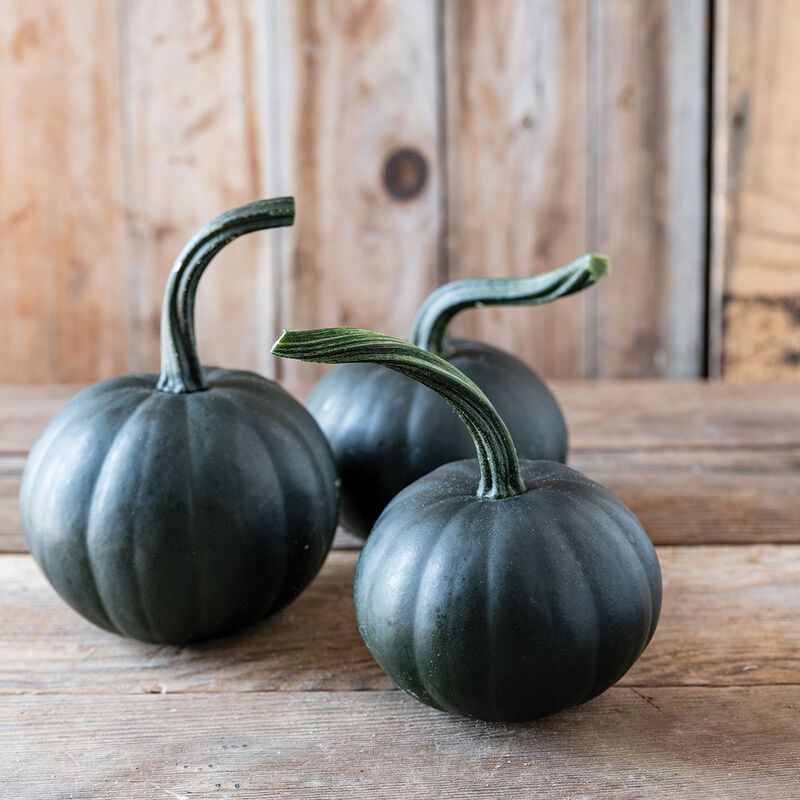 Black Bear Pumpkin