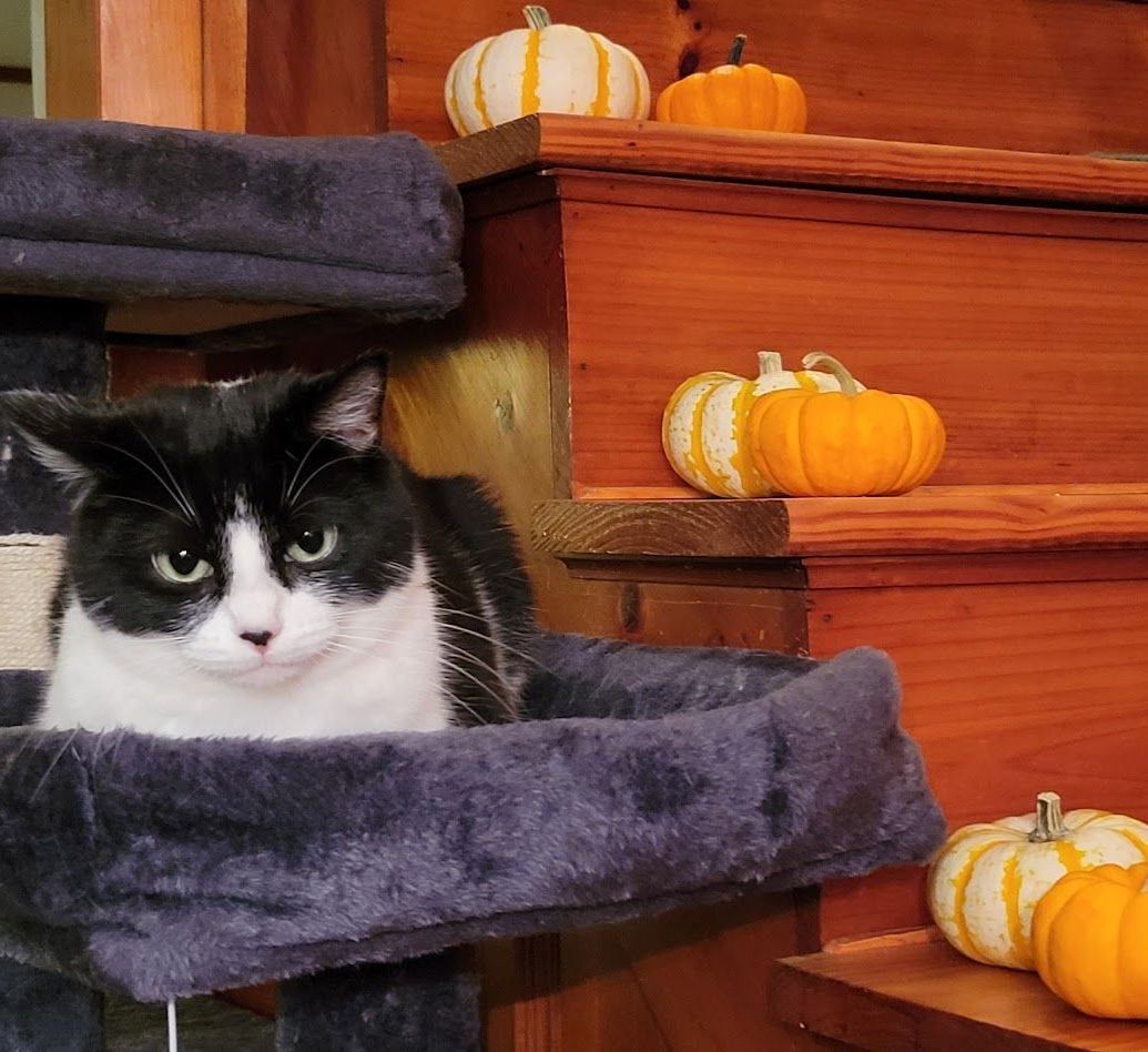 Primrose, of Prim's Pumpkin Patch, sits near decorative mini pumpkins
