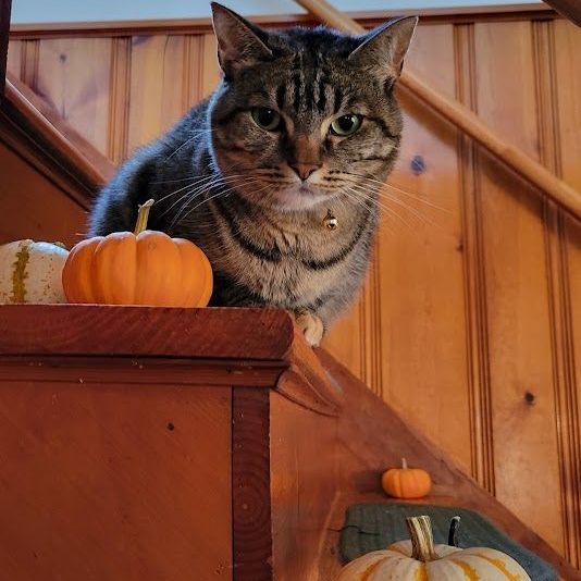 Pumpkins adorn the stairs at Ostara's Grove Pumpkin Patch & farmstand, while a housecat stands nearby