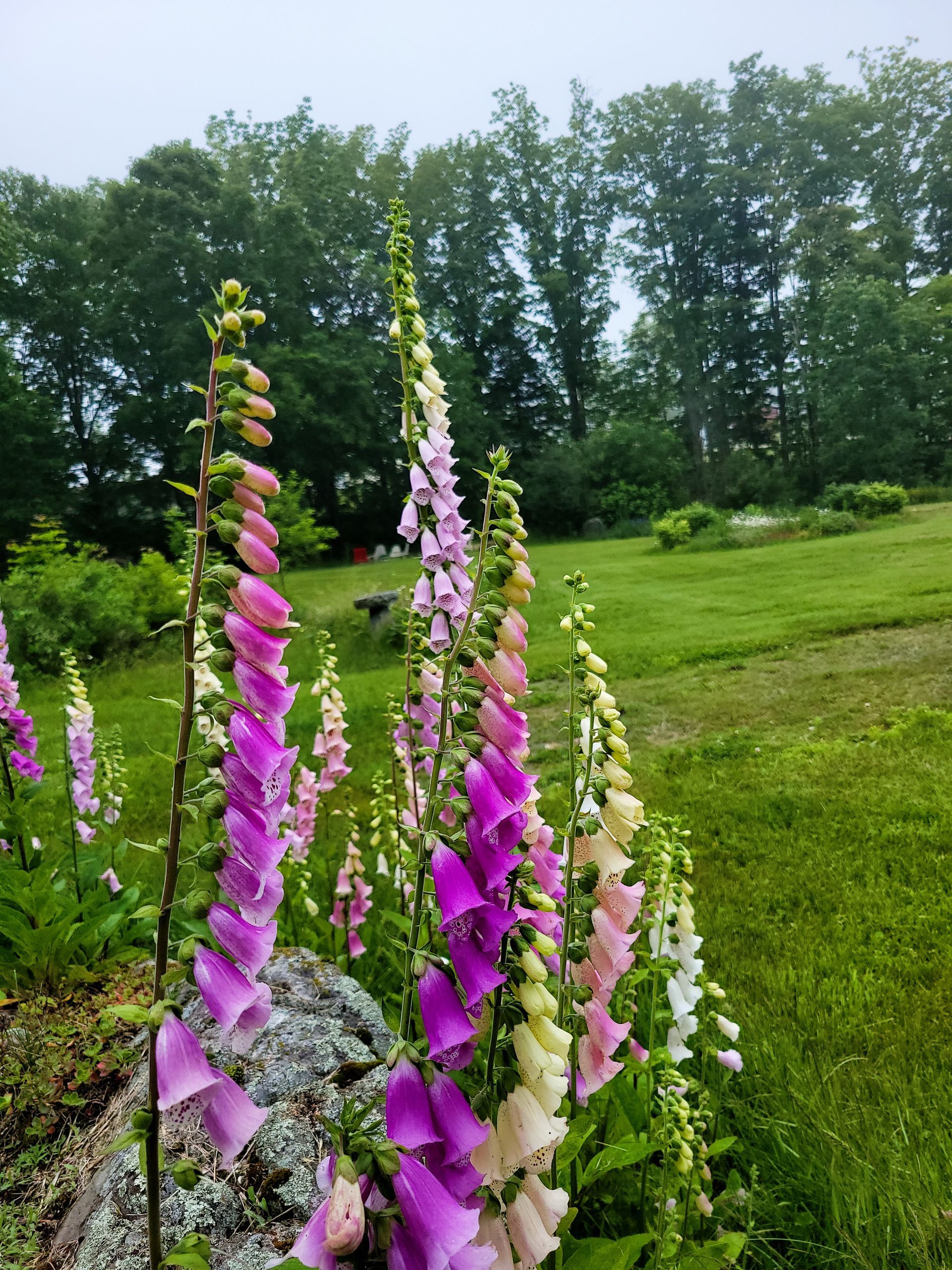 Foxgloves in bloom at Ostara's Grove, the Vermont Flower Farm in Lunenburg, Vermont