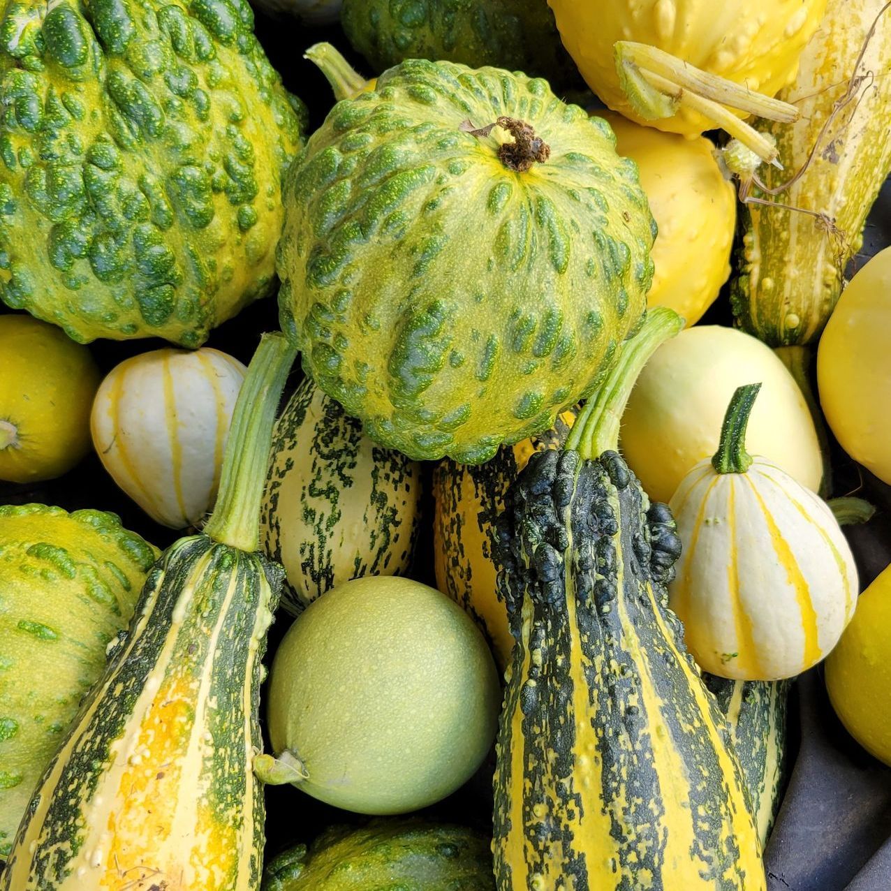 Mixed gourds for sale by Ostara's Grove, Vermont flower farm