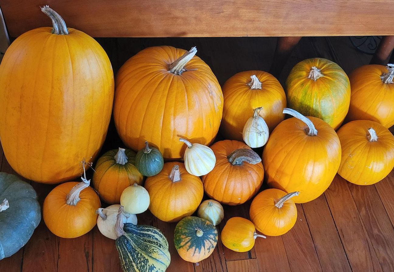 Pumpkins for sale in Vermont at Ostara's Grove pumpkin patch and farmstand