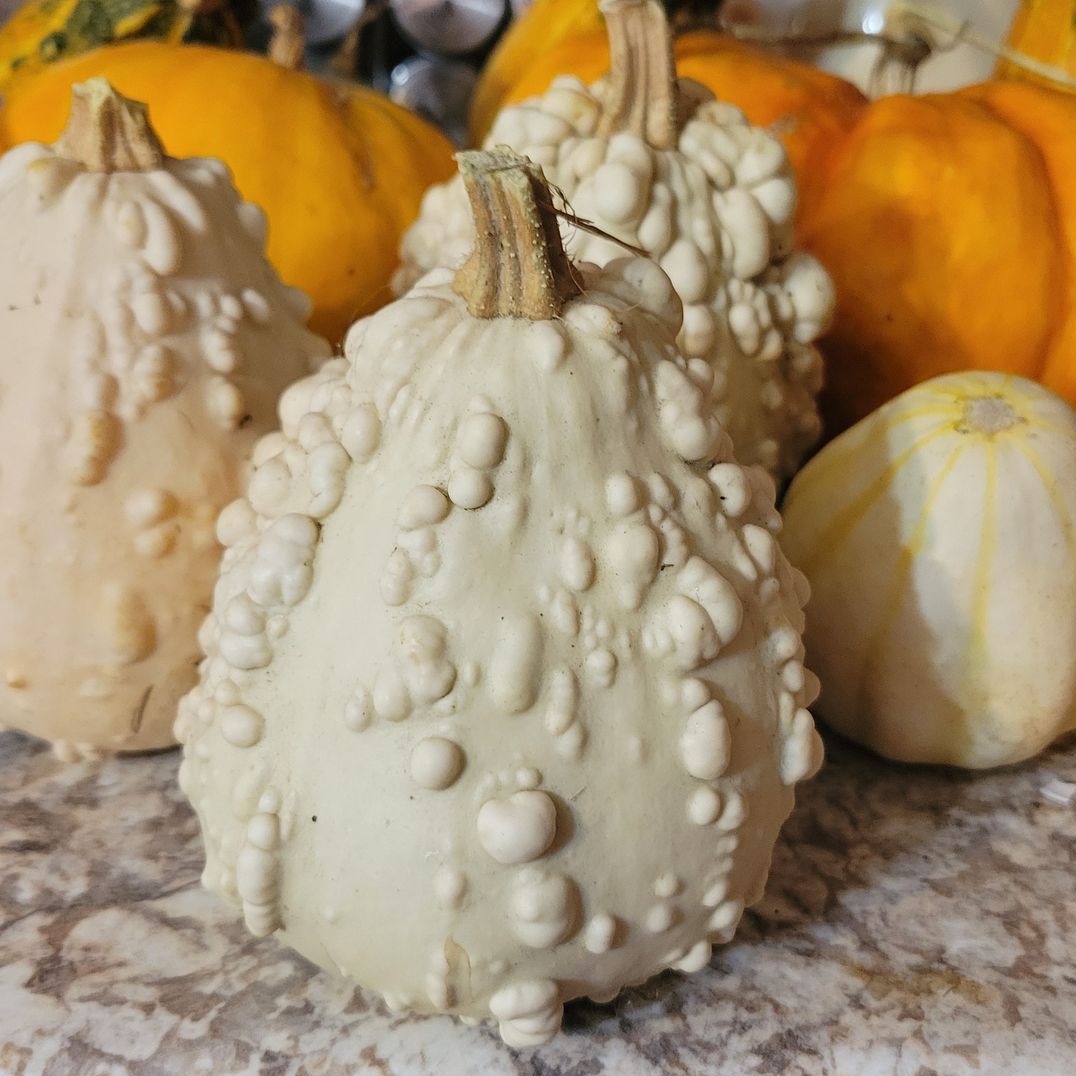 Warty gourds, home grown by Ostara's Grove Pumpkin Patch in Lunenburg, Vermont