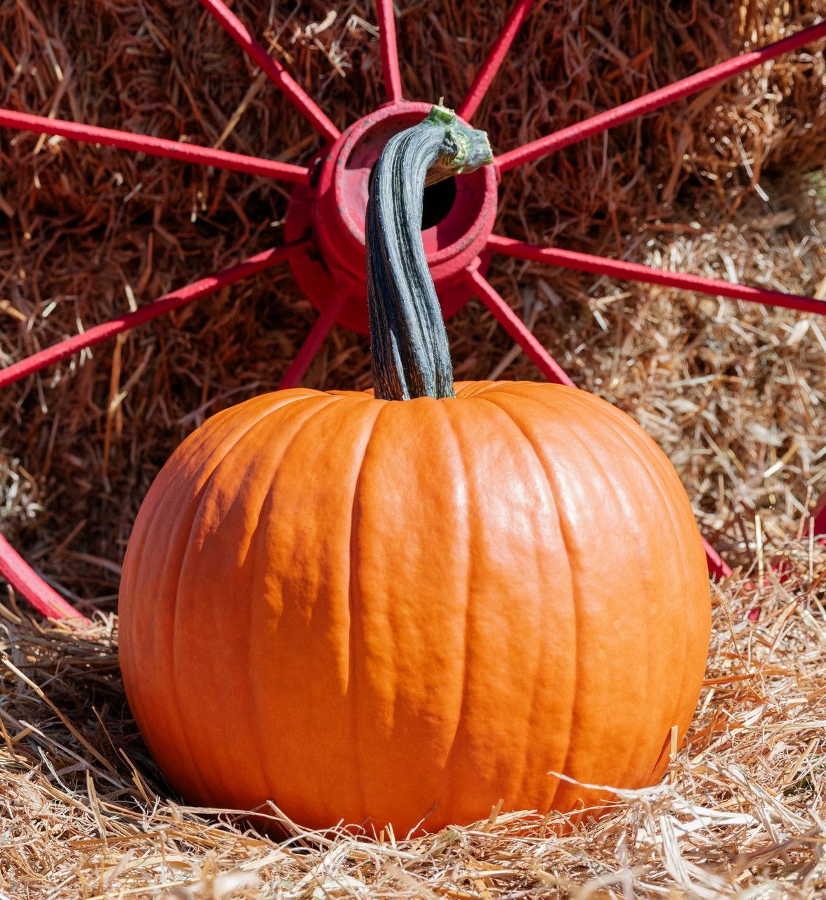 Gemini Pumpkin