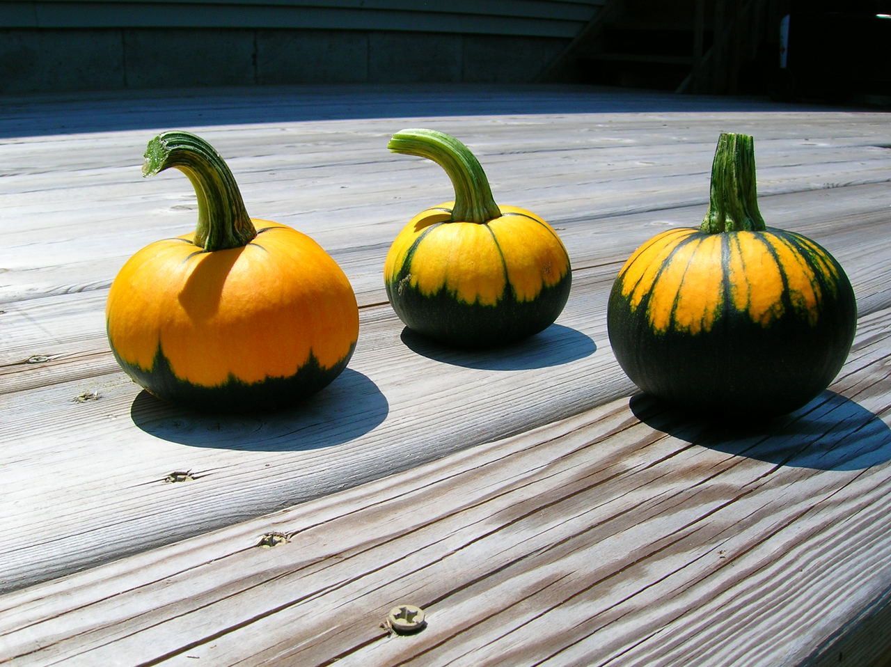 Bat Wing Pumpkin