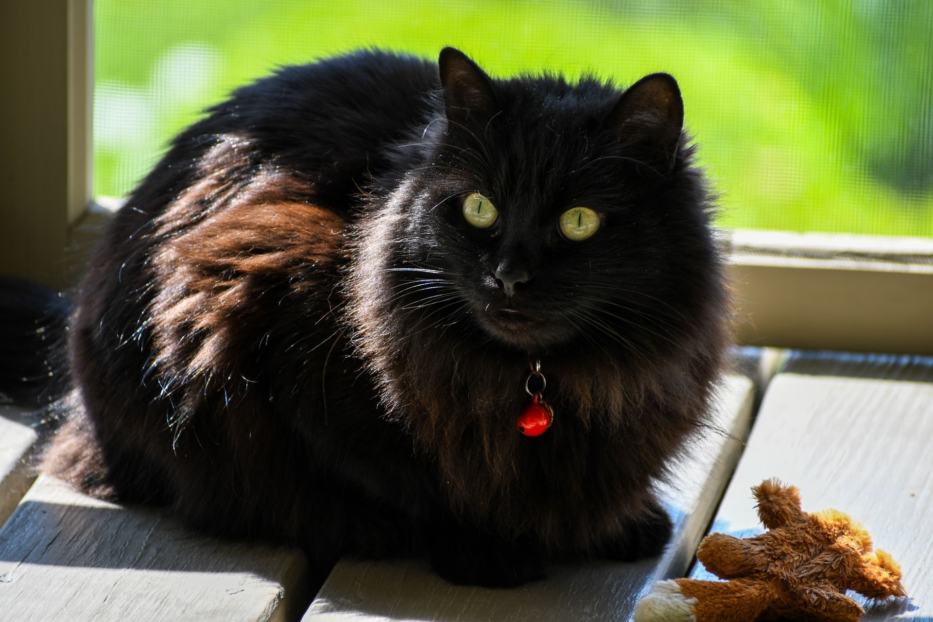 Ostara, the official feline mascot of Ostara's Grove Flower Farm in Lunenburg, Vermont