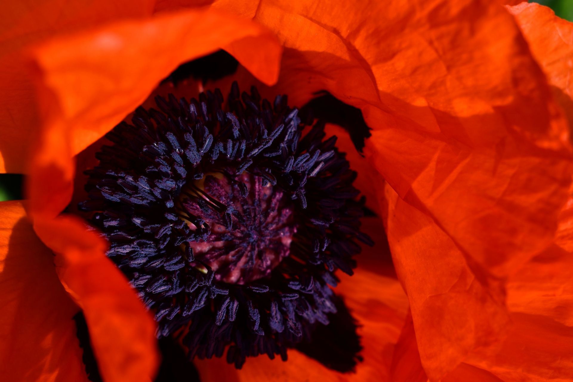 A red oriental poppy blooms at Ostara's Grove, Vermont flower Farm