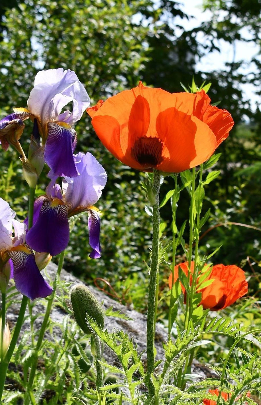 Rebekkah, owner of Ostara's Grove Flower Farm in Lunenburg, Vermont