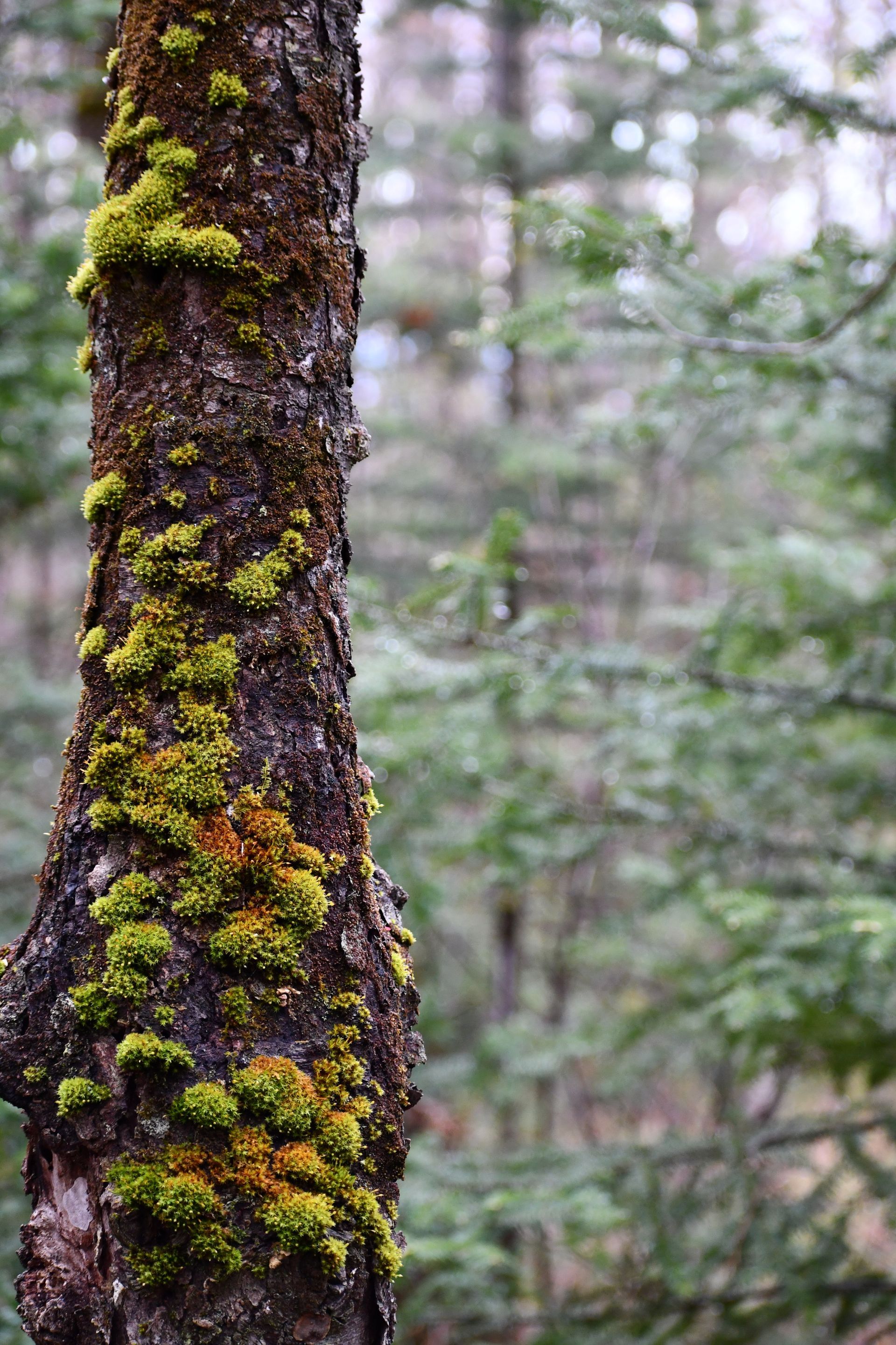 A moss-covered tree on the grounds of Ostara's Grove, Vermont flower farm