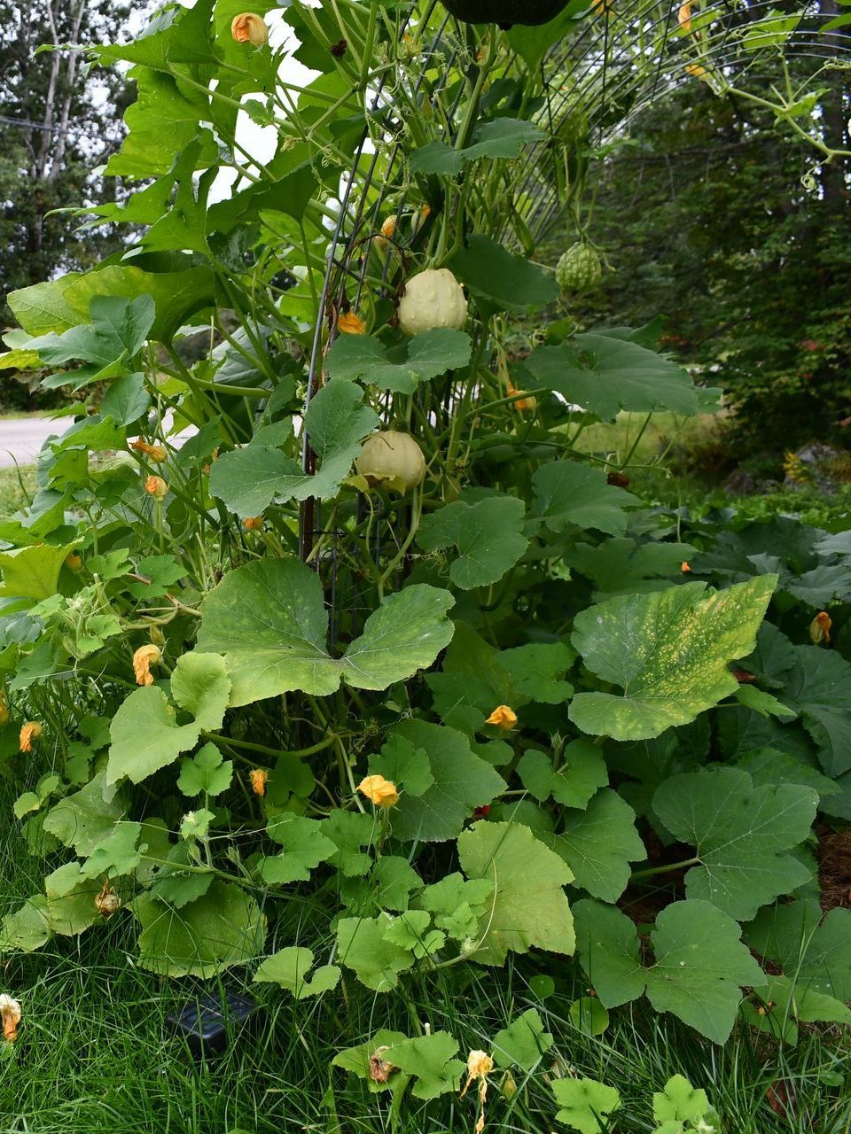 The pumpkin trellis tunnel at Ostara's Grove pumpkin patch