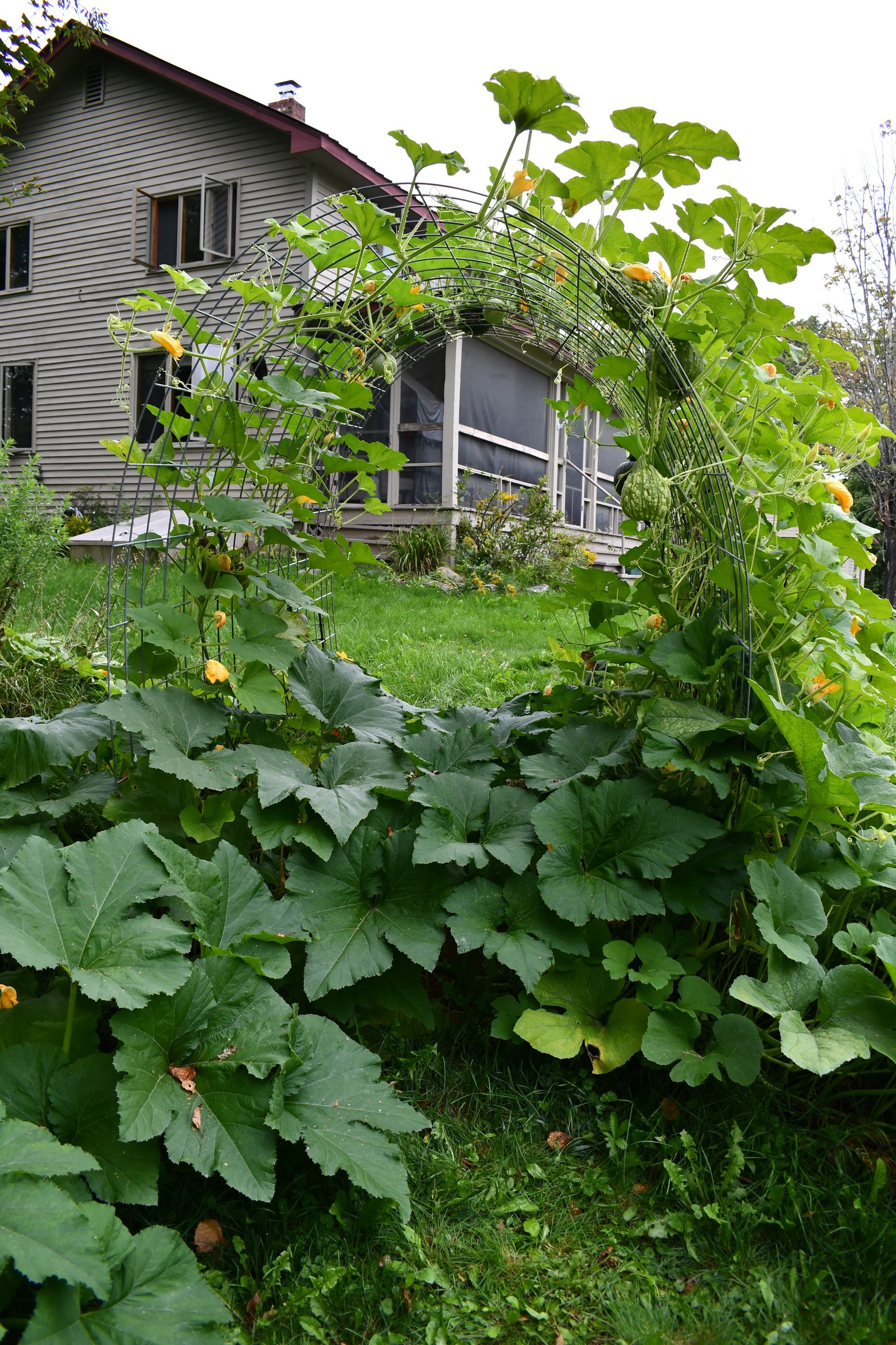 A pumpkin trellis in full bloom at Ostara's Grove pumpkin patch and flower farm