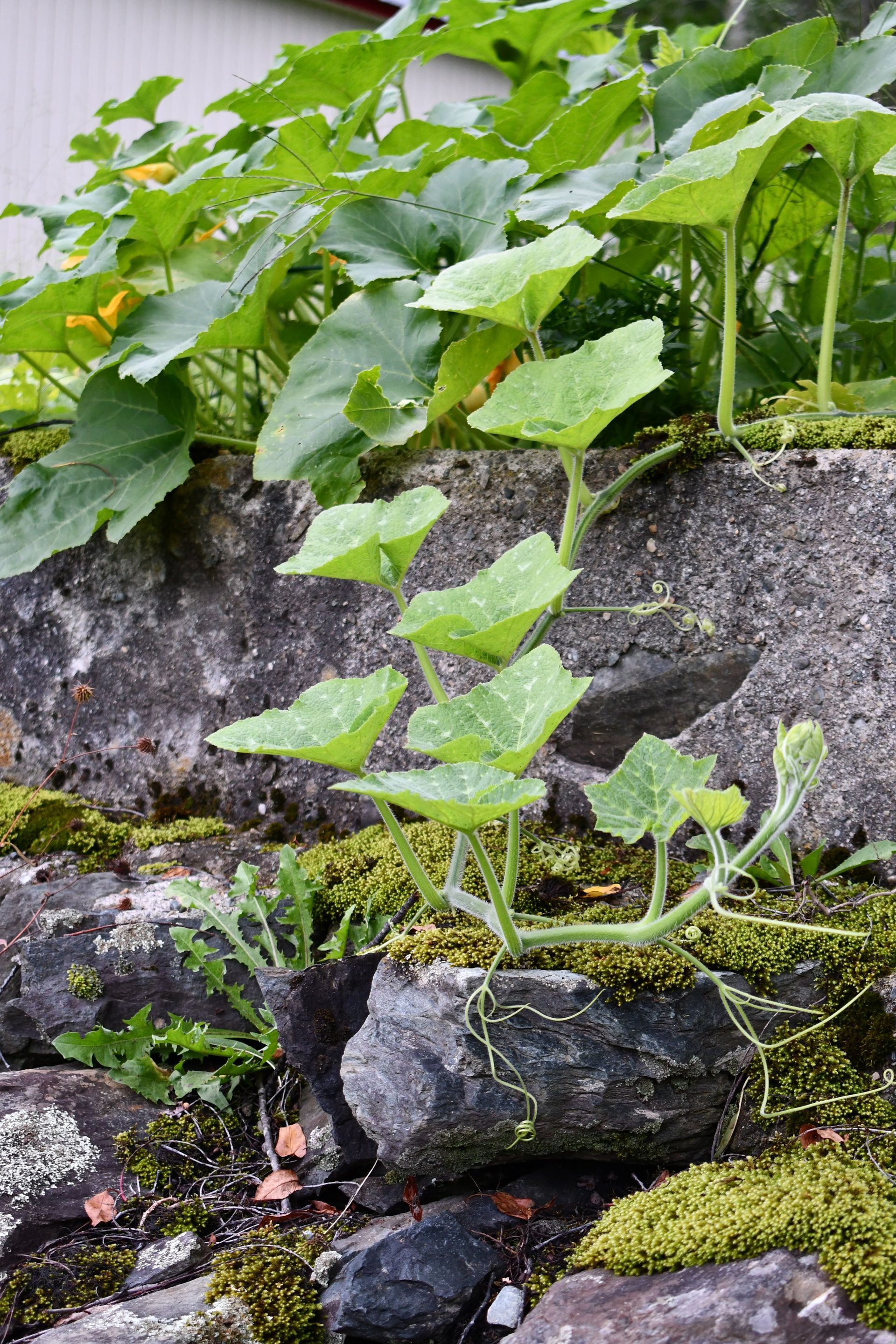 Pumpkins vine down a rock wall at Ostara's Grove, Vermont pumpkin patch and flower farm