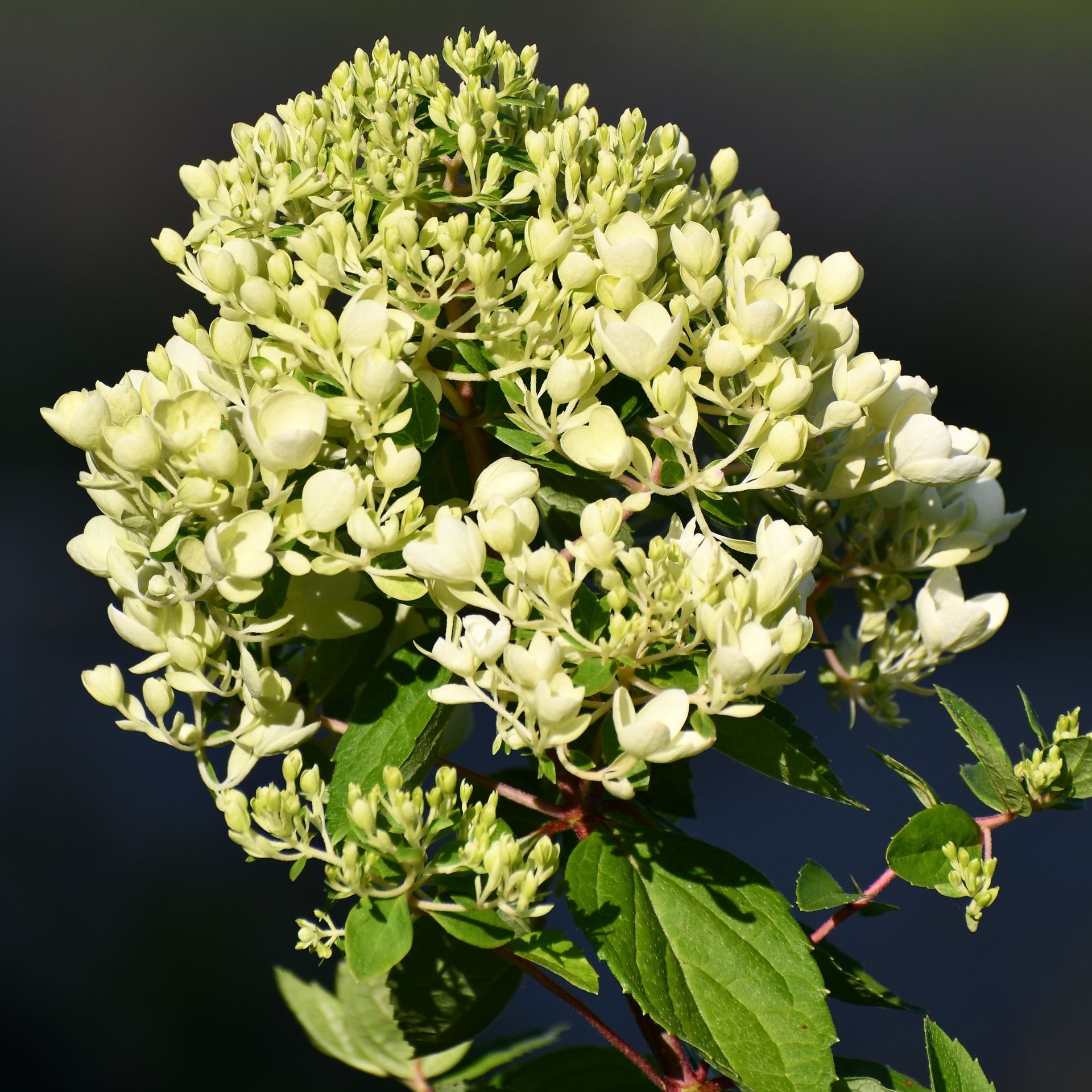 Green hydrangeas in bloom at Vermont flower farm, Ostara's Grove