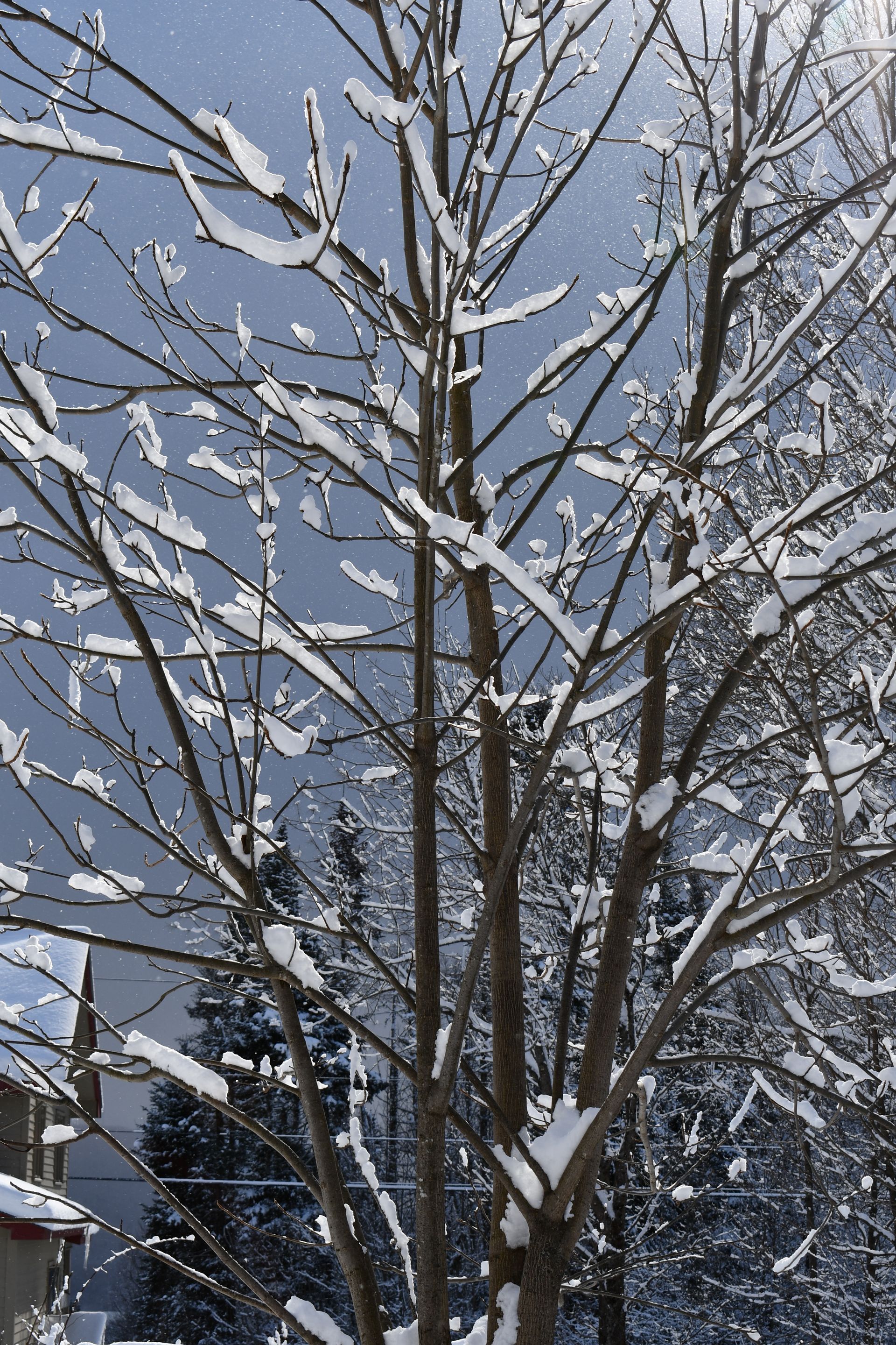 Snow clings to the branches of a walnut tree at Ostara's Grove flower farm