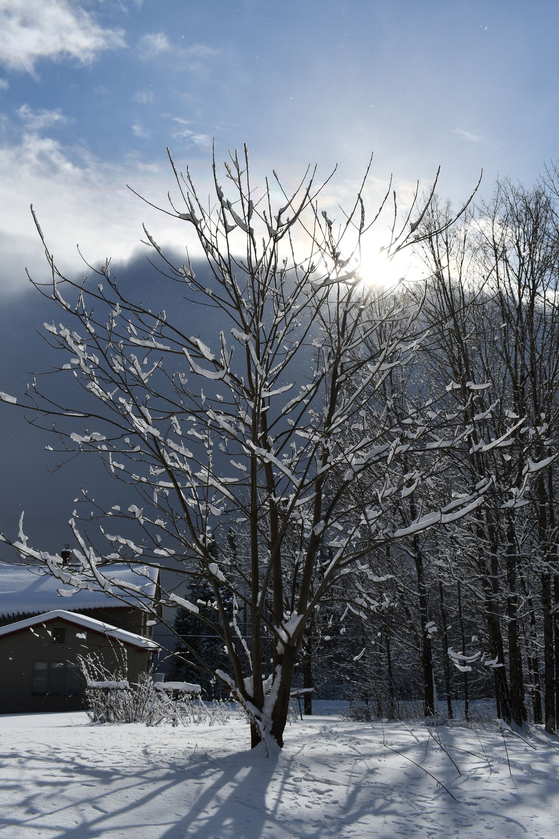 Sun shines on a snow-covered walnut tree at Ostara's Grove flower farm in Lunenburg, Vermont