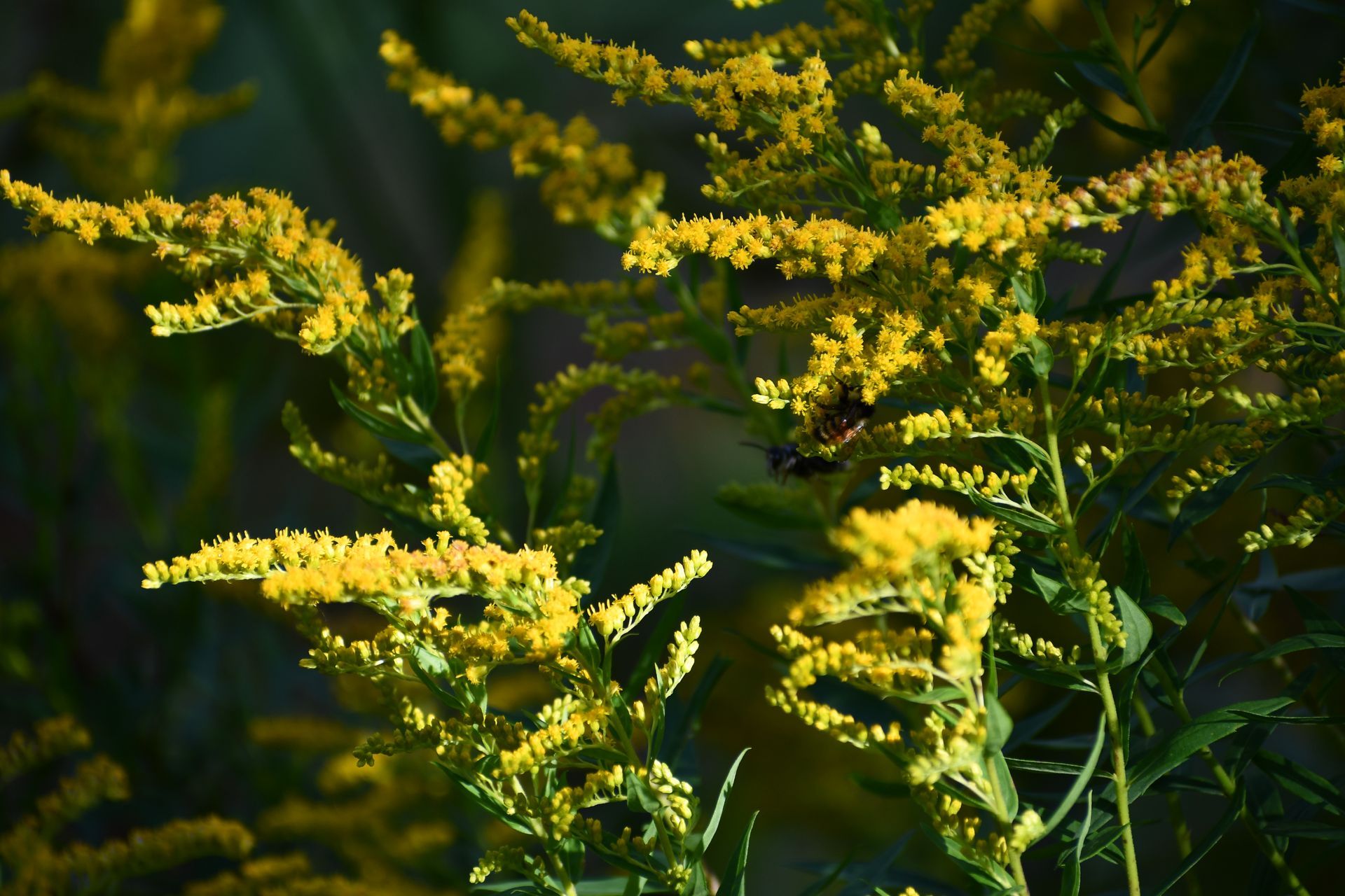 Goldenrod blooms at Ostara's Grove, Vermont flower farm