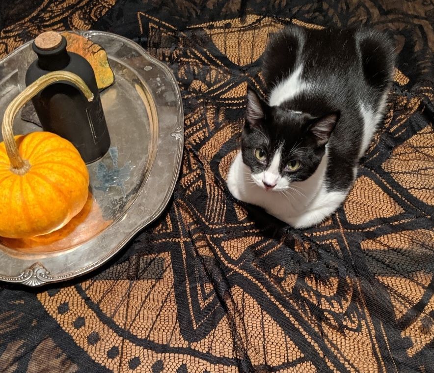 Primrose, of Ostara's Grove, sits near decorative pumpkins