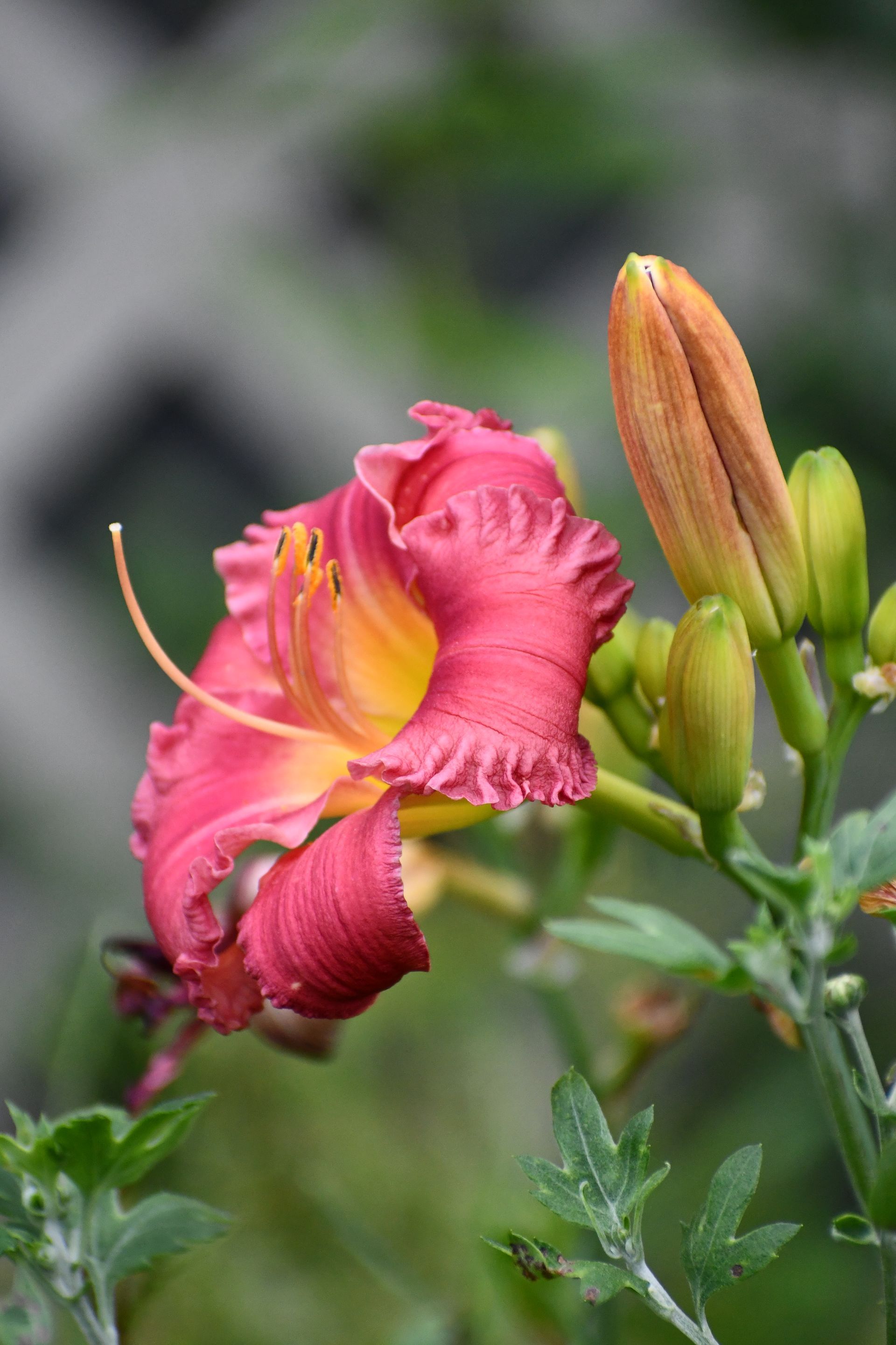 Pink daylilies bloom at Ostara's Grove, Vermont flower farm in Lunenburg