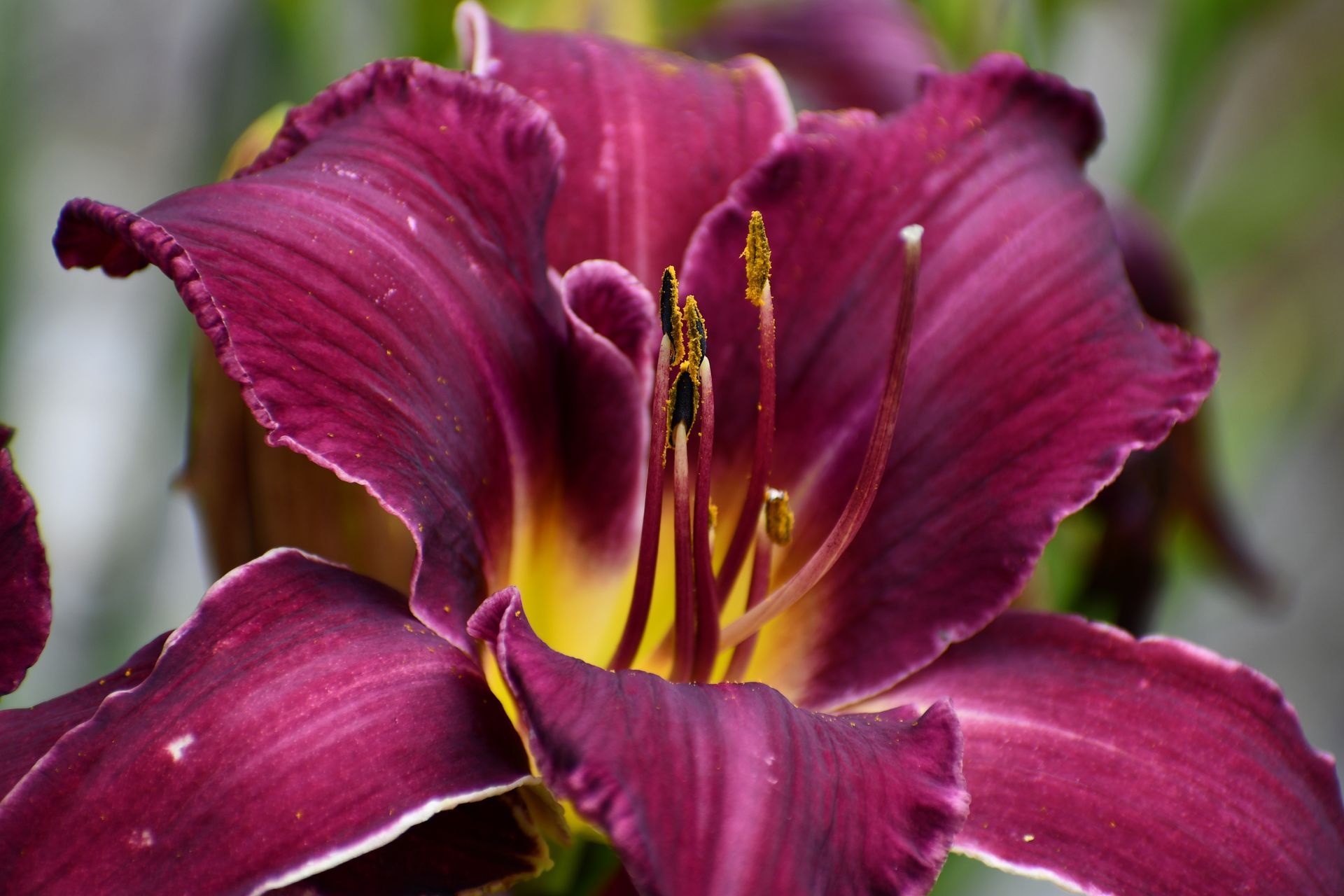 A purple daylily in bloom at Ostara's Grove, Vermont flower farm