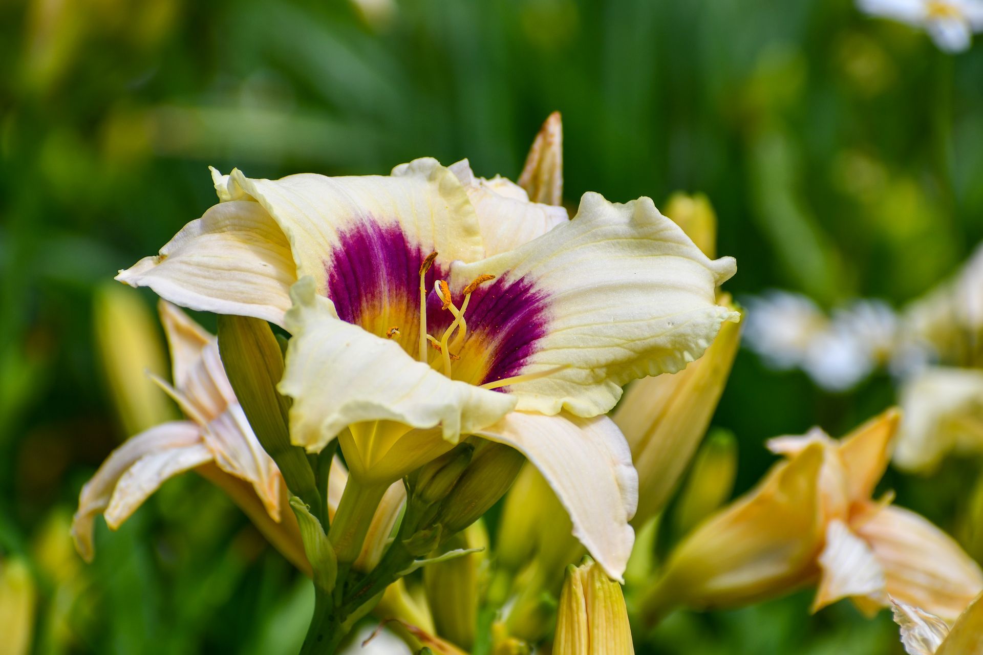 Yellow daylilies bloom at Ostara's Grove, Flower farm in Vermont