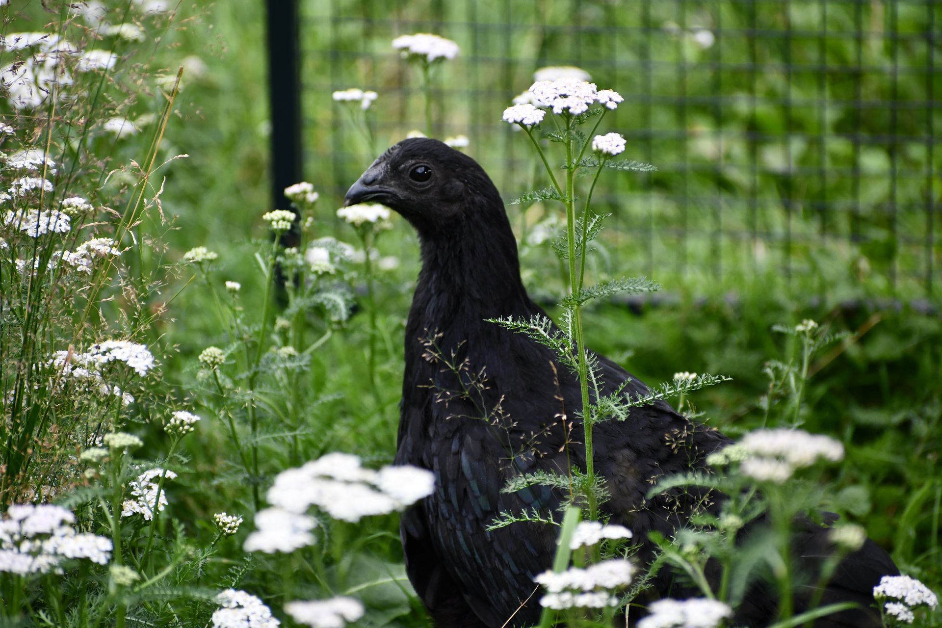An Ayam Cemani chicken stands amid the yarrow at Ostara's Grove Flower Farm in Vermont
