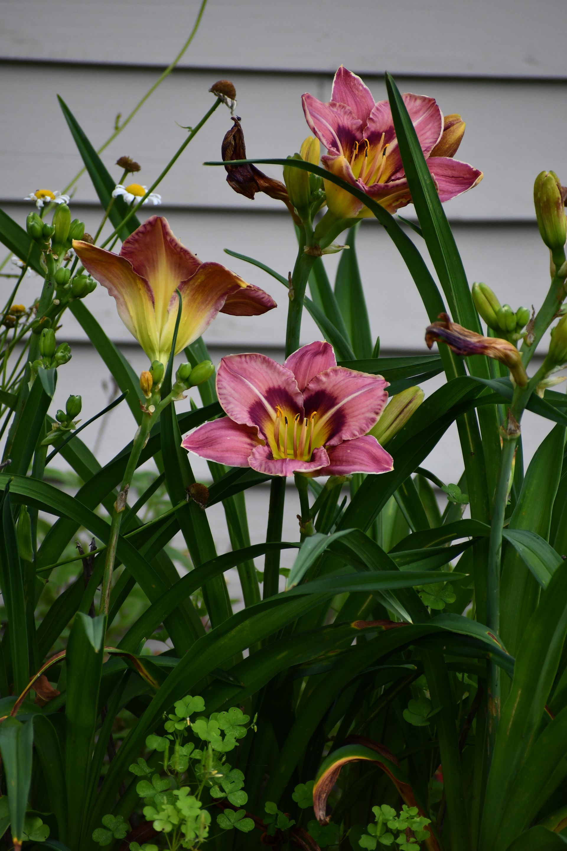Pink daylilies in bloom at Ostara's Grove, Vermont flower farm, farmstand, and pumpkin patch