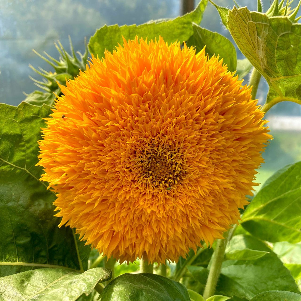 Teddy Bear Sunflower