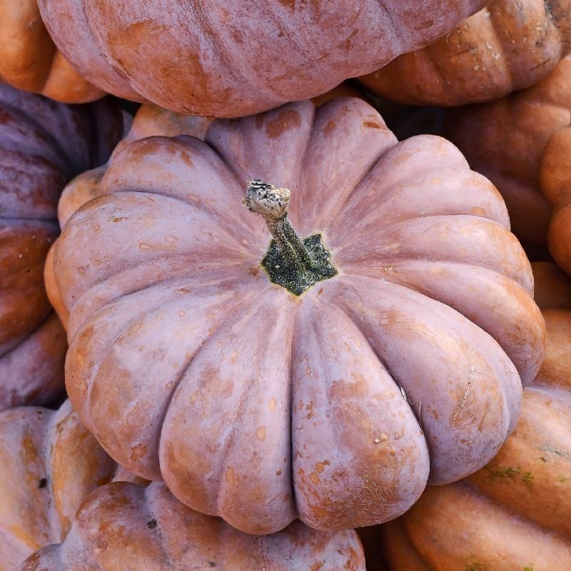 Fairytale Pumpkin