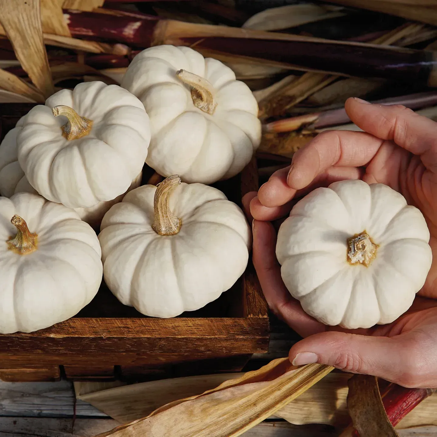 Baby Boo Pumpkin
