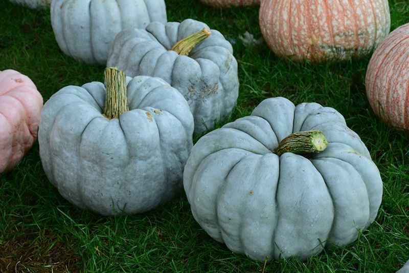 Blue Doll Pumpkin