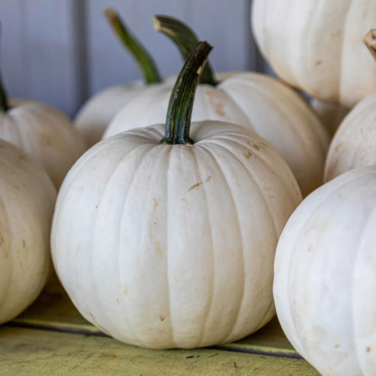 Casper Pumpkin